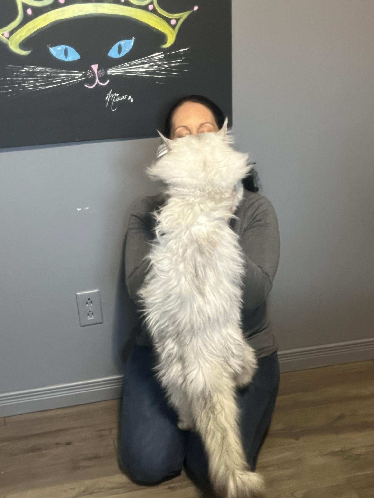 MALE MAINE COON REPRODUCTEUR HAUT DE GAMME XXL CHATTERIE DU ROI MAINE COON QUEBEC