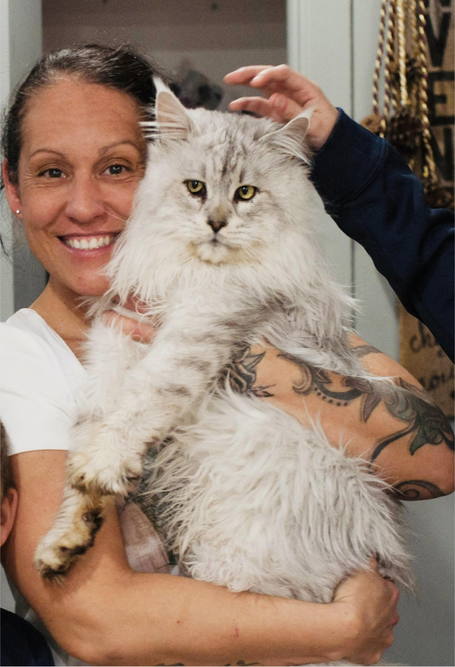 chatterie du roi maine coon Quebec//ventes/sales/adoptions/ de chatons Maine Coon Kittens/Mtl/Long/