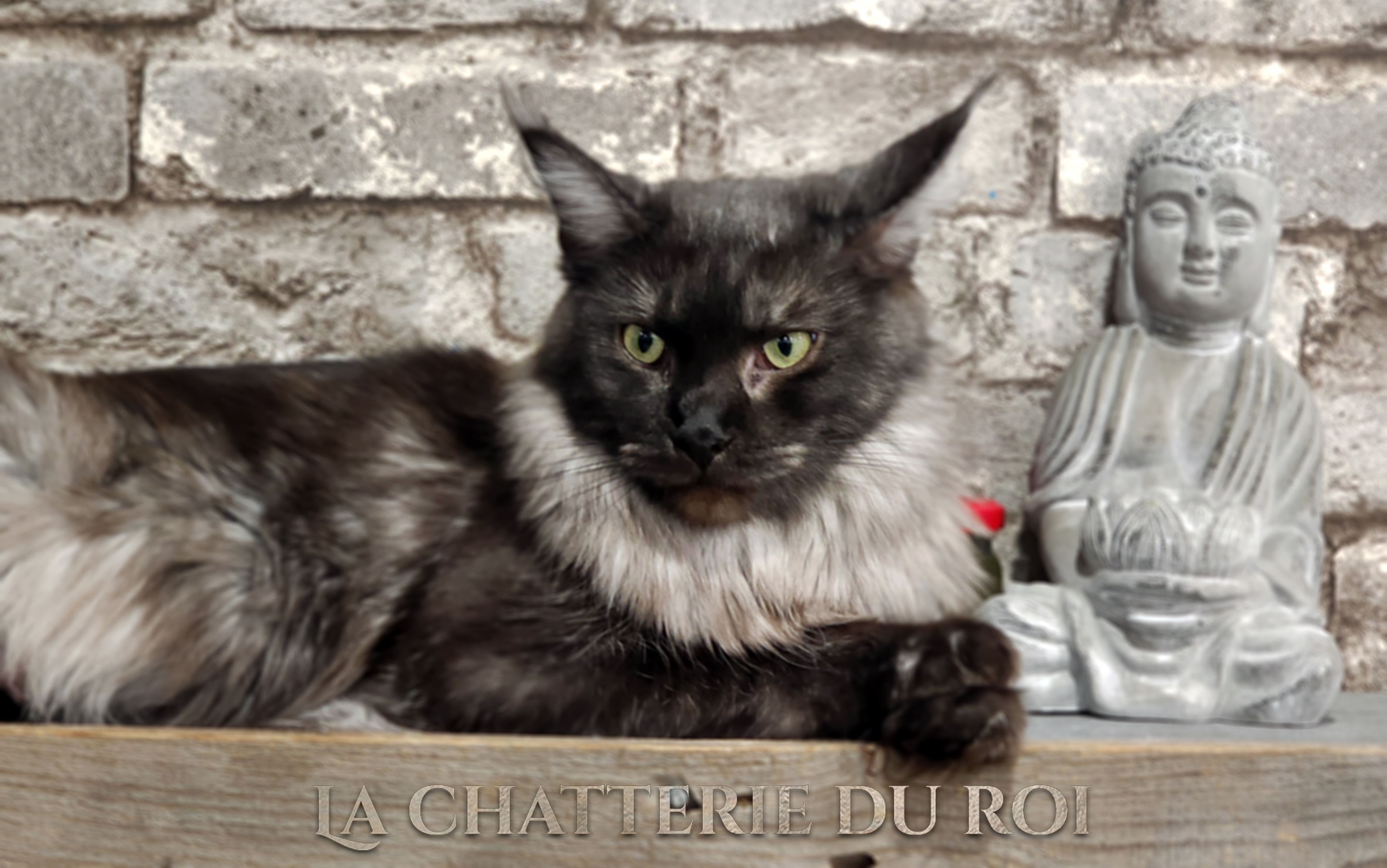 ÉLEVAGE DE MAINE COON ET VENTE DE CHATONS MAINE COON Pour informations sur nos chatons Maine Coon