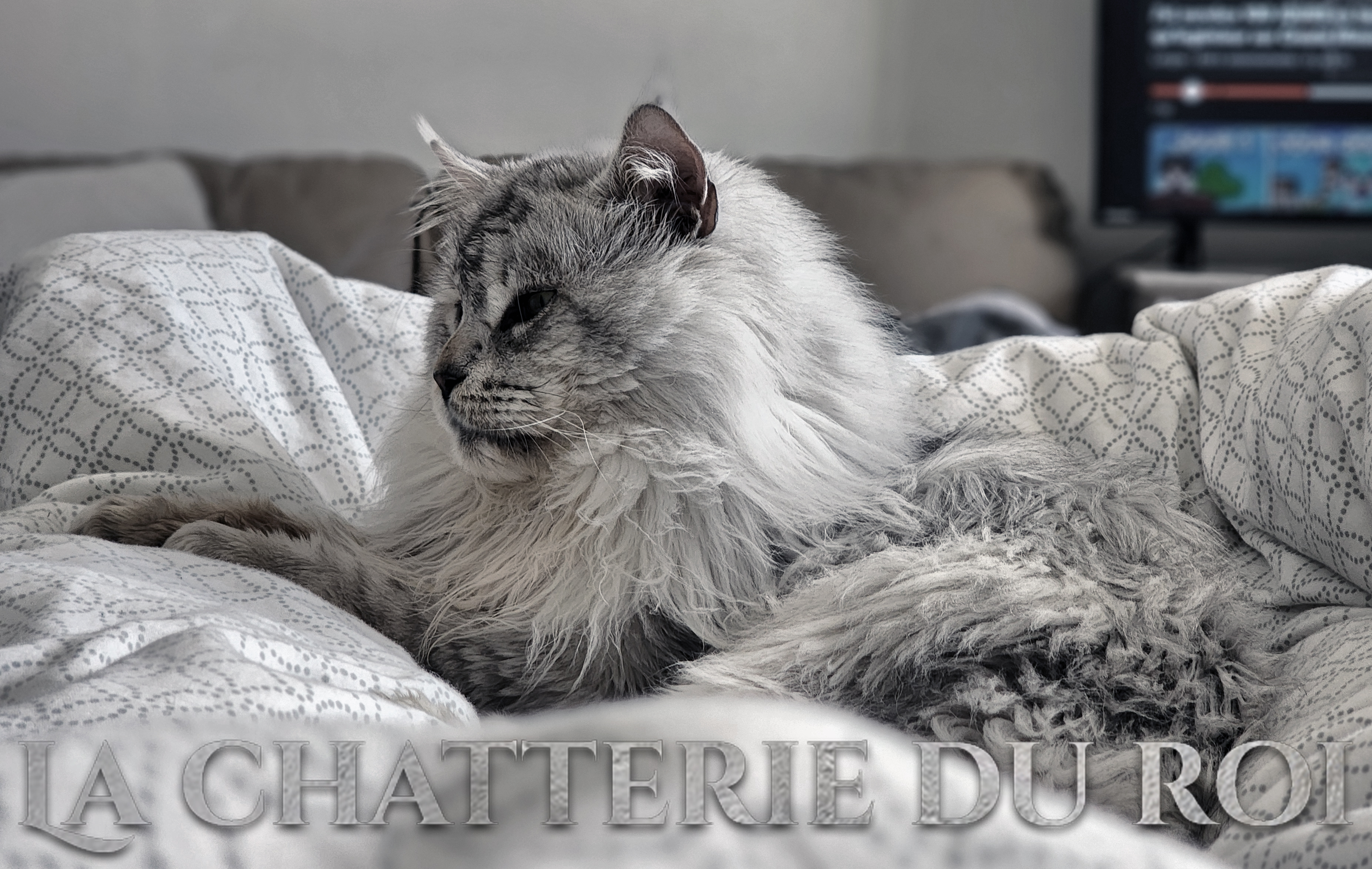 ELEVAGE/CHATTERIE/CHATONS MAINE COON KITTENS/VENTES/SALES/ADOPTIONS/MONTREAL/MONT-LAURIER/QUEBEC.
