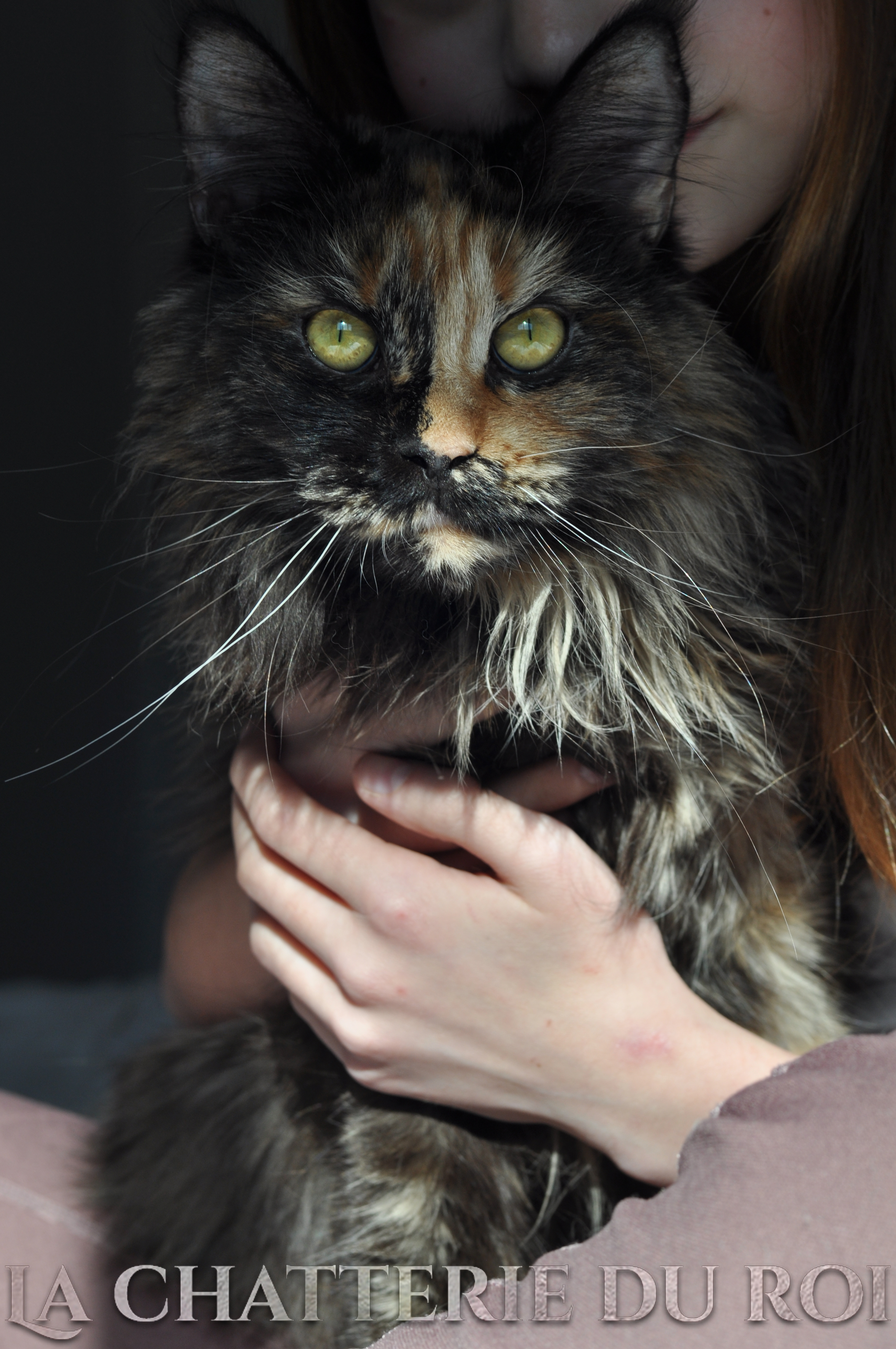 chatterie du roi maine coon quebec a mont laurier/vente/sales/adoptions de chatons maine coon kitten