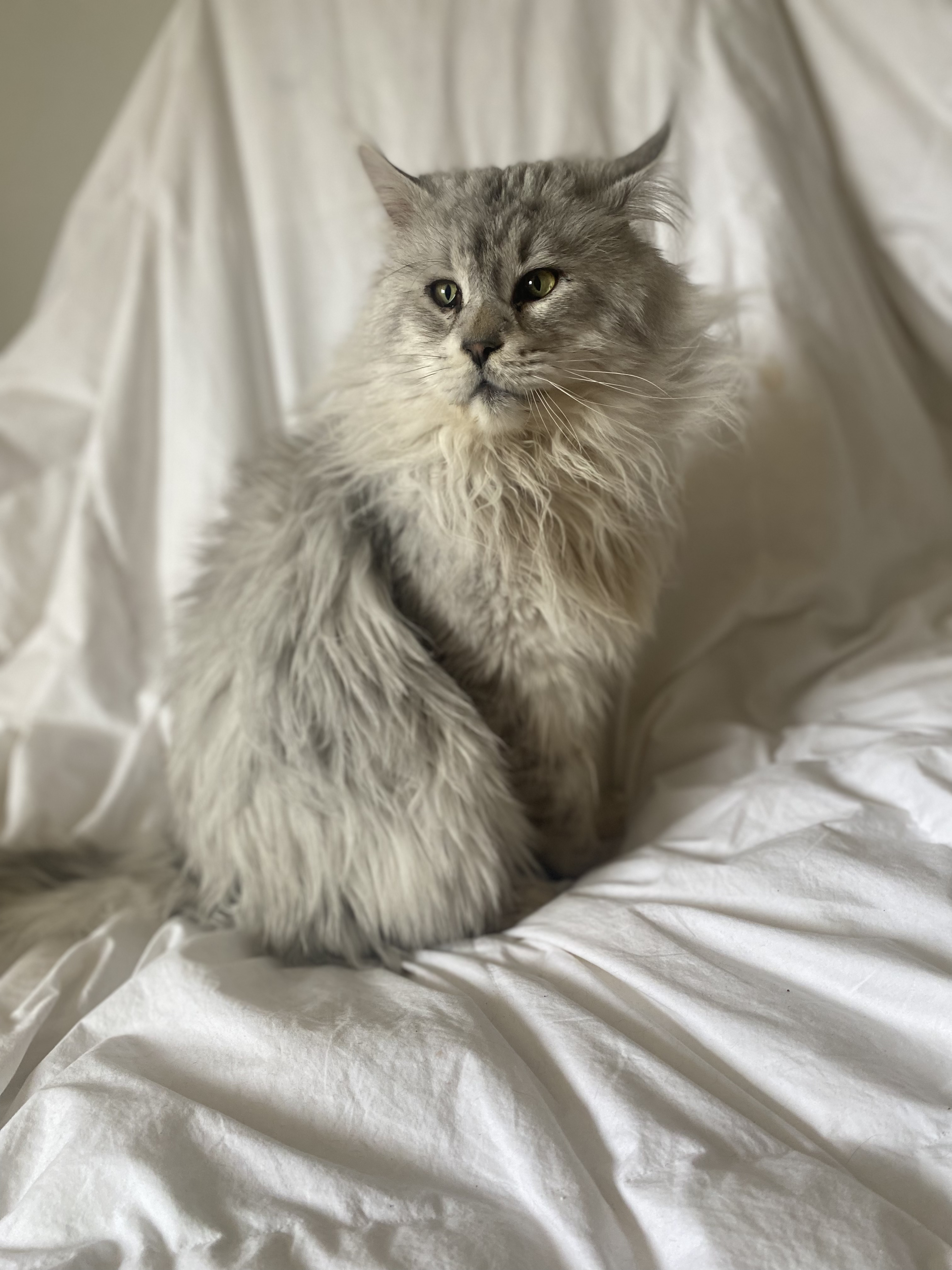 Mâle Maine Coon reproducteur disponible pour la vente de chatons mâles et femelles de race
