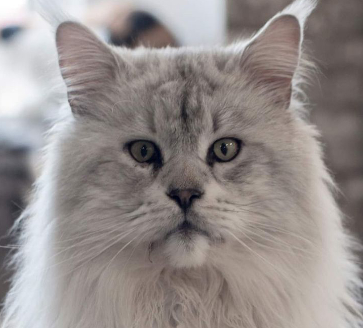 CHATTERIEDUROIMAINECOON CHATTERIE DU ROI MAINE COON QUÉBEC
MAINE COON KITTENs