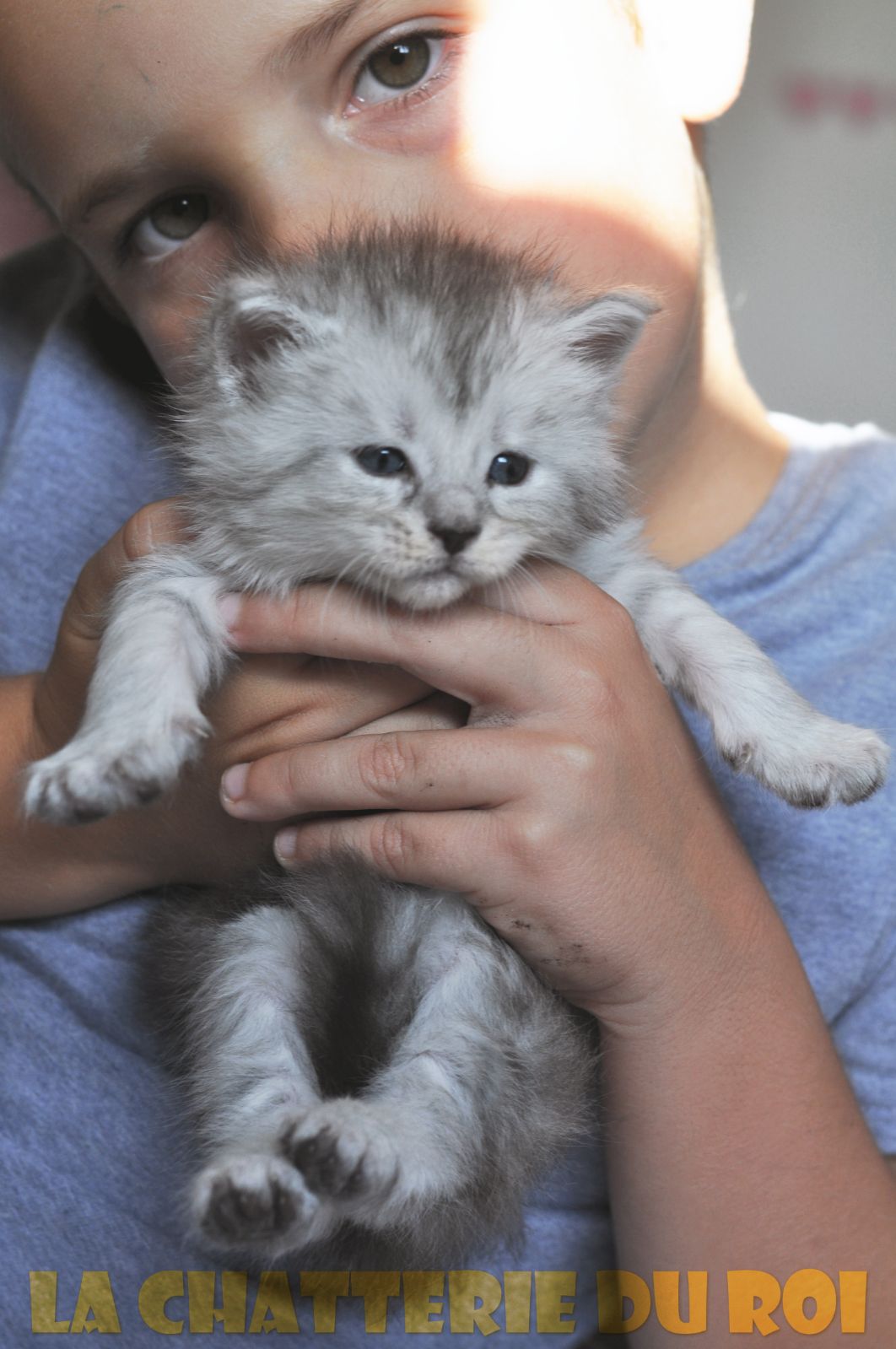 CHATTERIEDUROIMAINECOON CHATTERIE DU ROI MAINE COON QUÉBEC

ÉLEVAGE DE MAINE COON ET VENTE DE CHATON