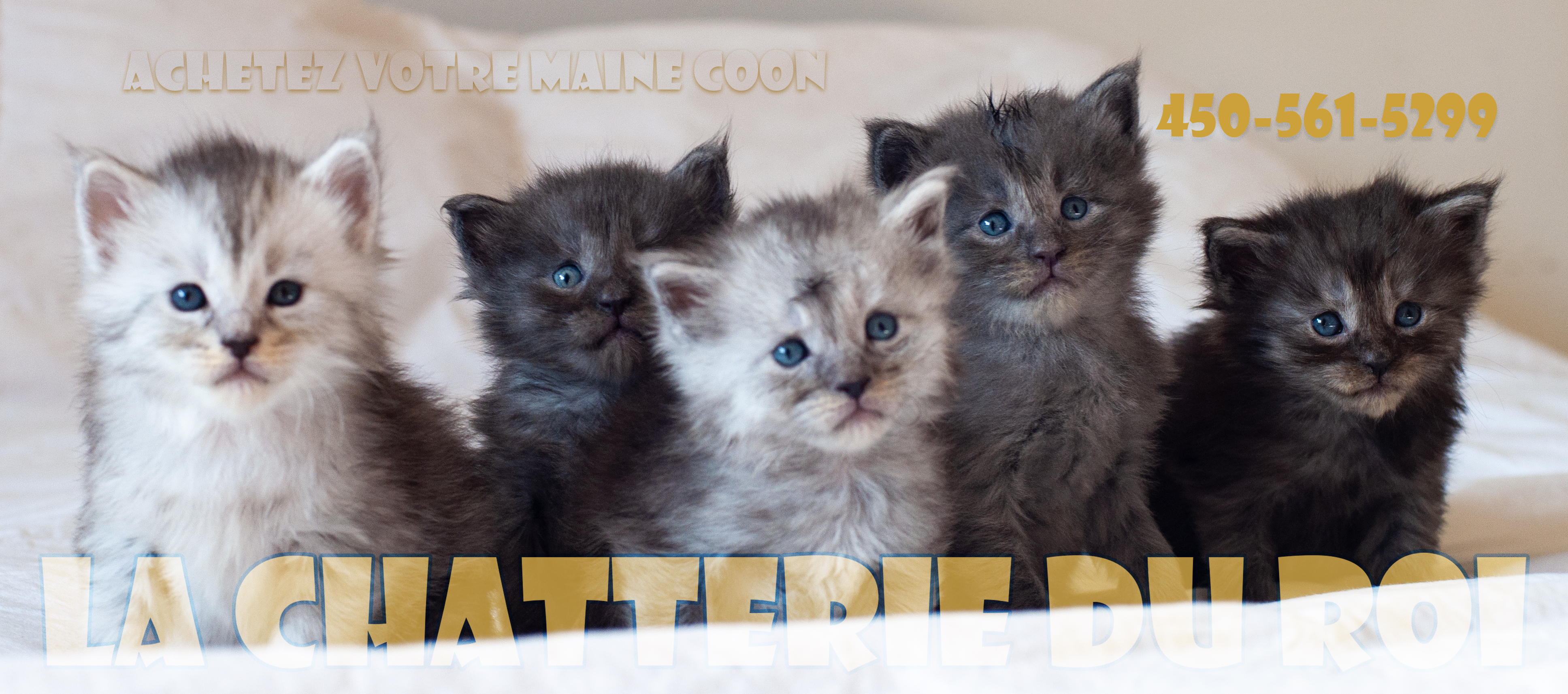 Découvrez nos magnifiques bébés chatons de la Chatterie du Roi Maine Coon. 