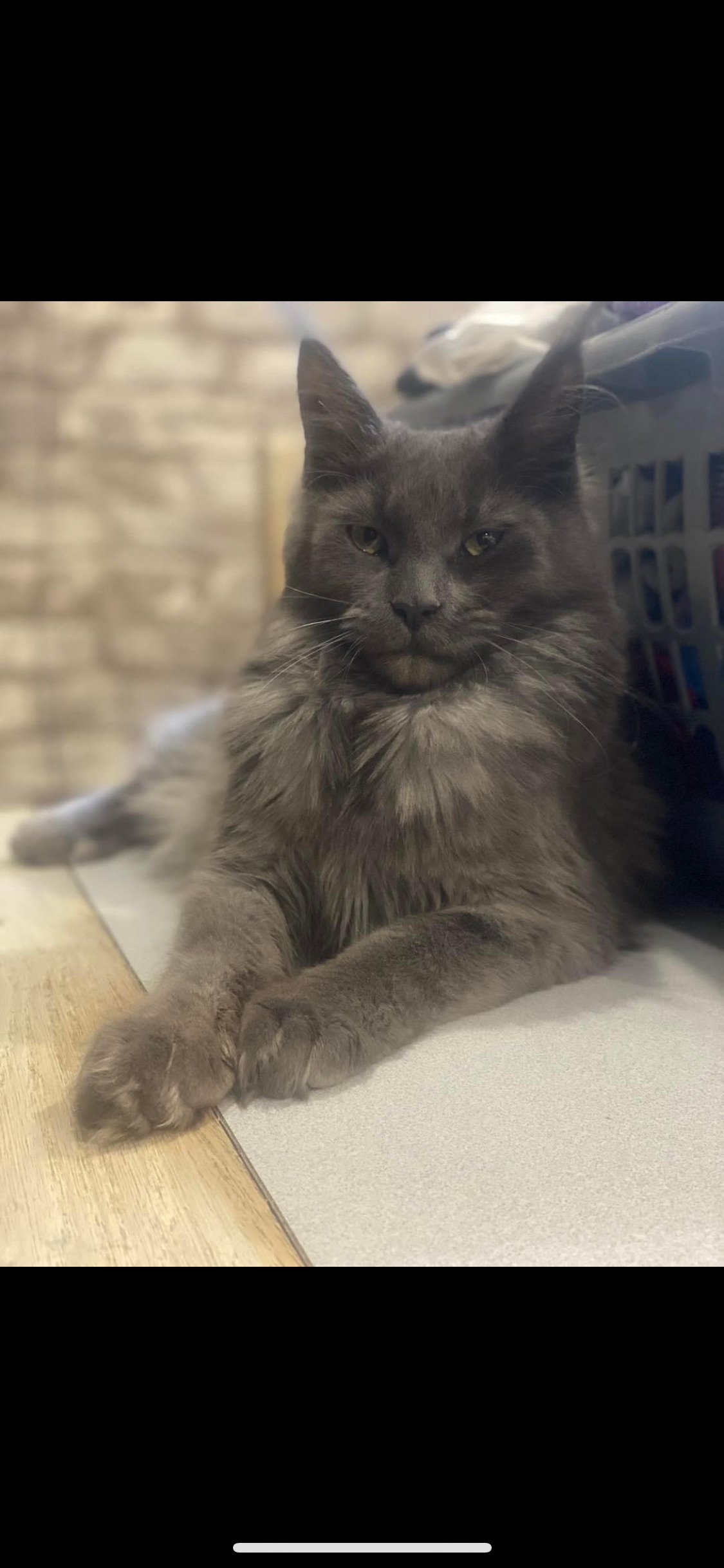 PORTEE DE CHATONS MAINE COON CHATTERIEDUROIMAINECOONQUEBEC.CO
