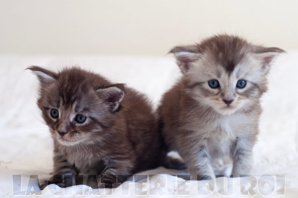 Découvrez nos magnifiques bébés chatons de la Chatterie du Roi Maine Coon.
