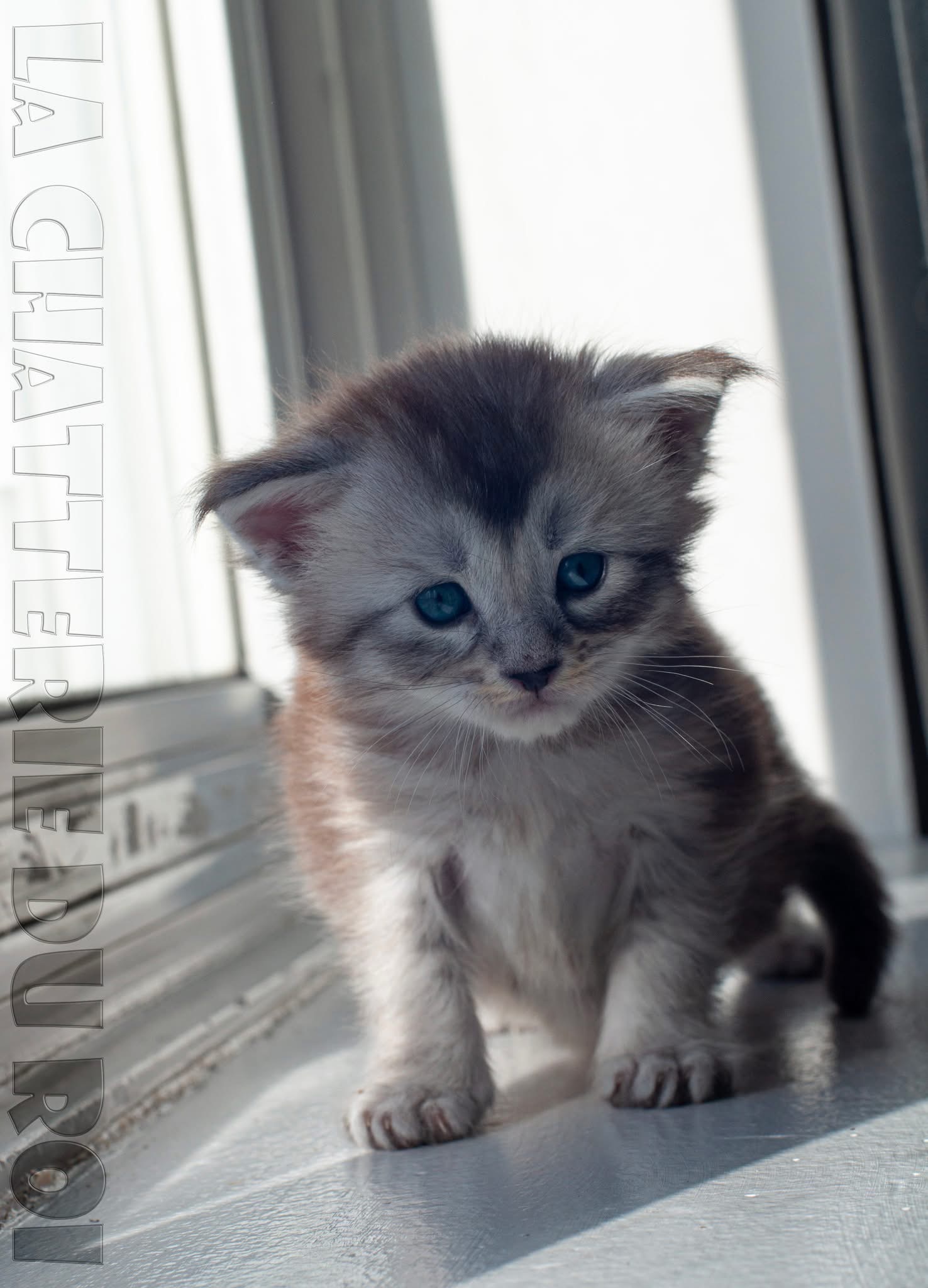 Découvrez nos magnifiques bébés chatons de la Chatterie du Roi Maine Coon.