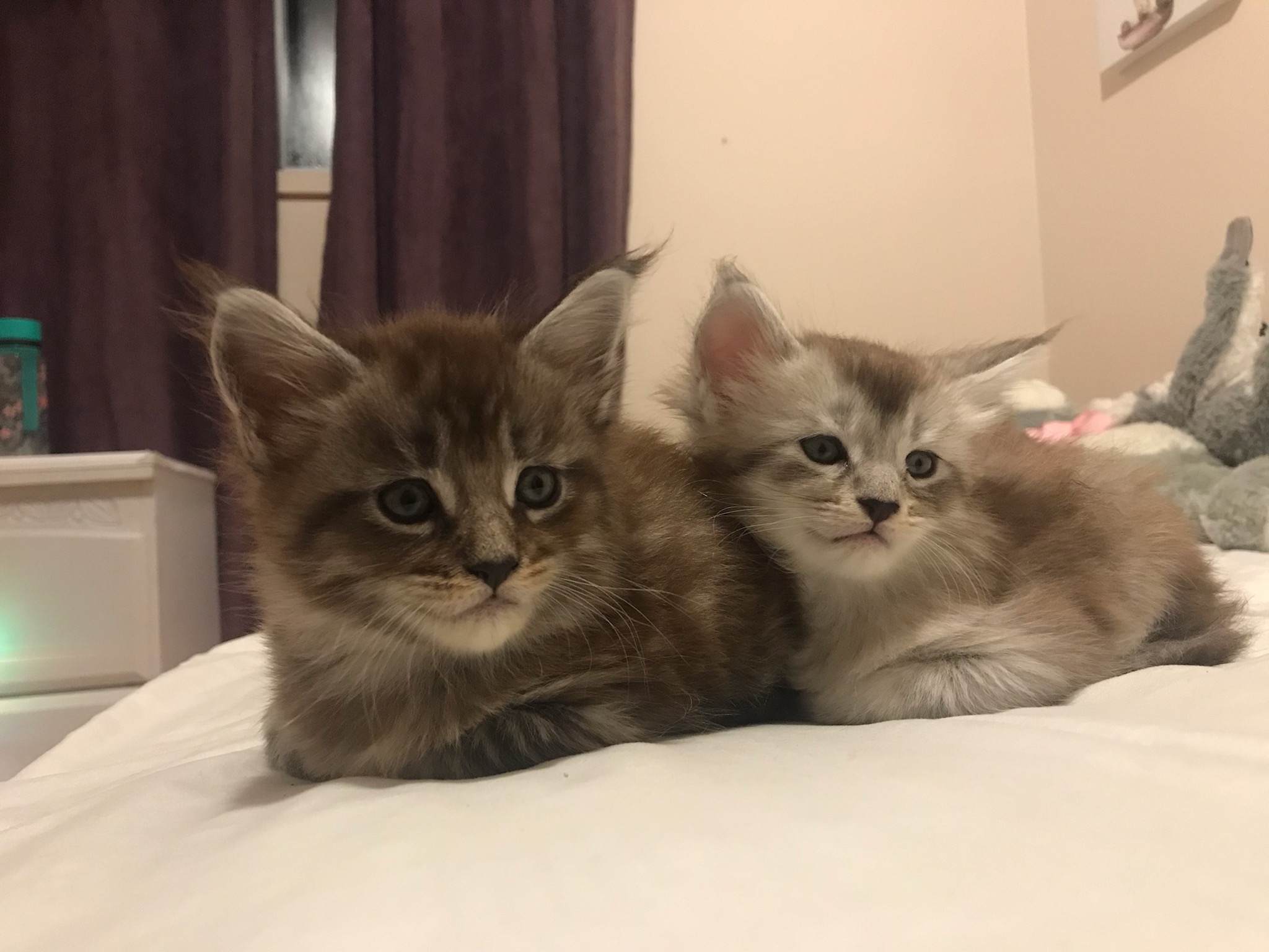 ÉLEVAGE DE MAINE COON ET VENTE DE CHATONS MAINE COON Pour informations sur nos chatons Maine Coon