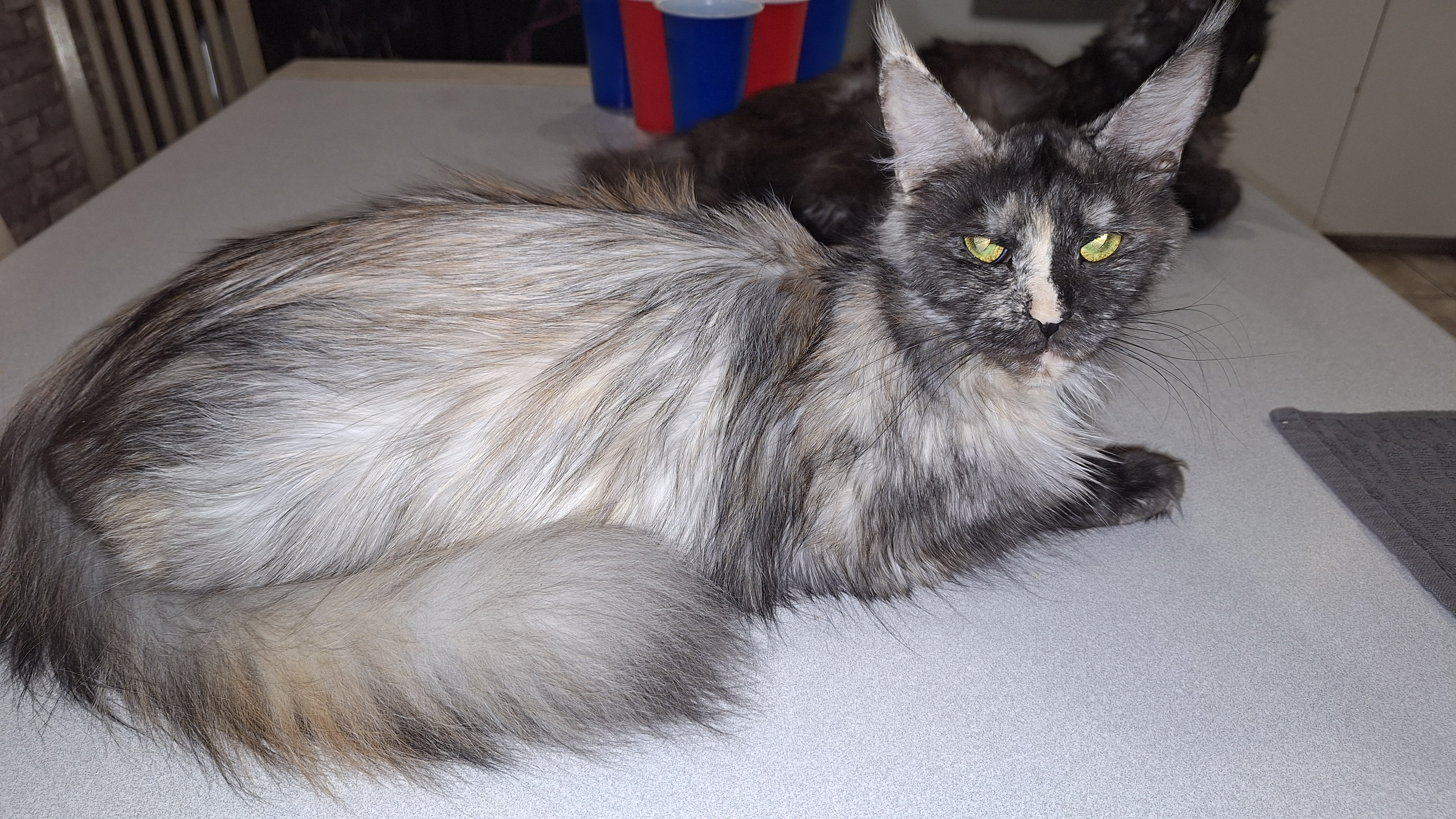 À la Chatterie du Roi, nous avons le plaisir de vous présenter nos sept femelles reproductrices