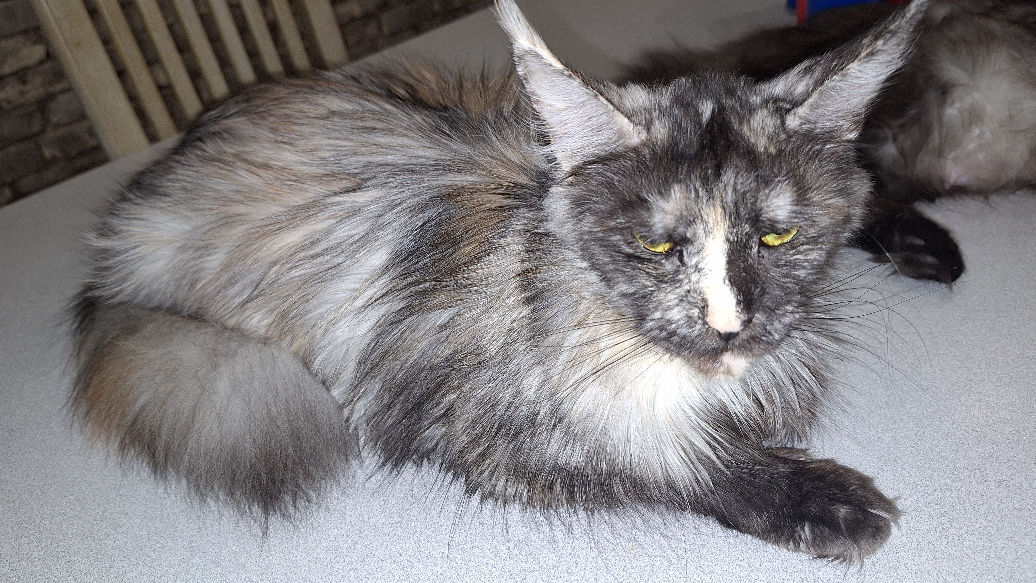 À la Chatterie du Roi, nous avons le plaisir de vous présenter nos sept femelles reproductrices