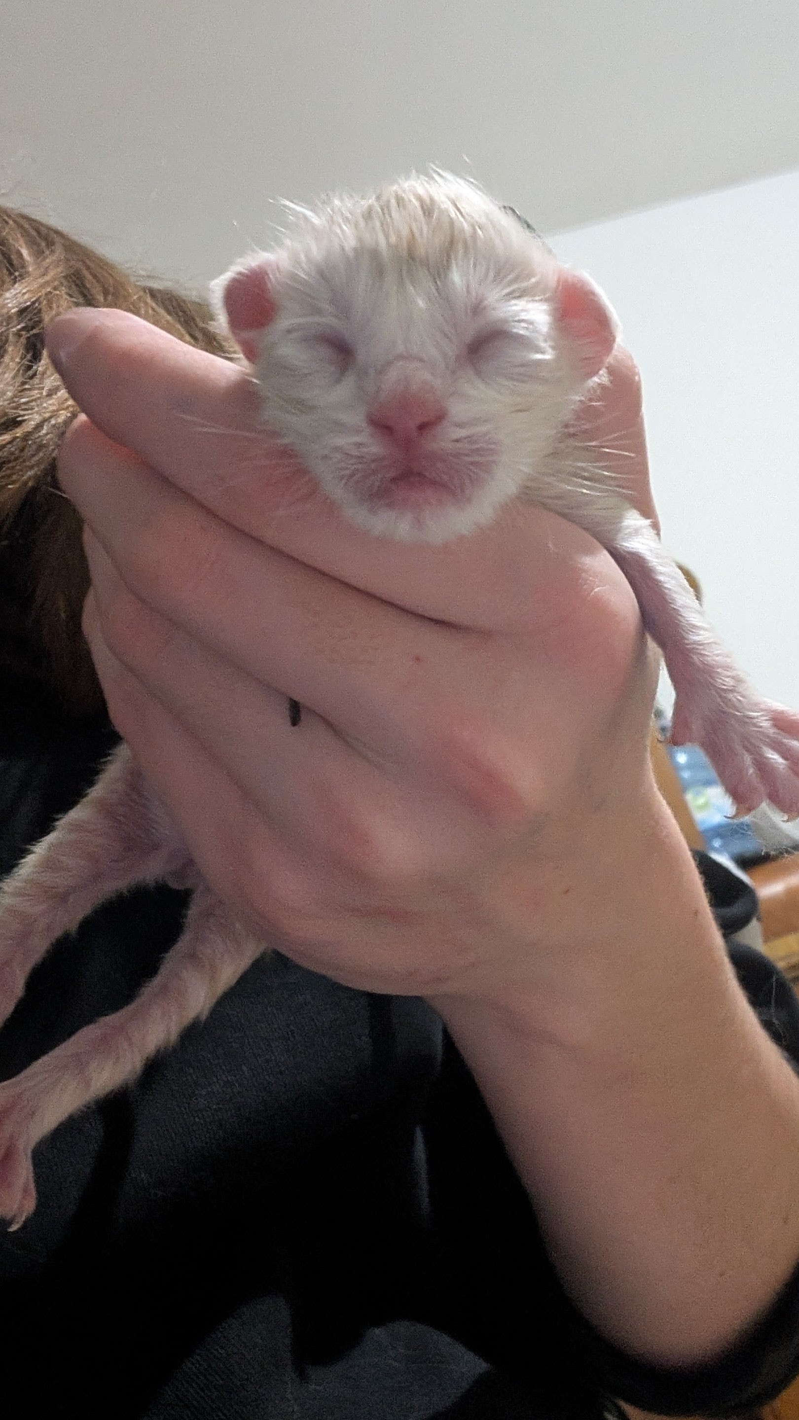 Un adorable chat mâle crème smoke tabby