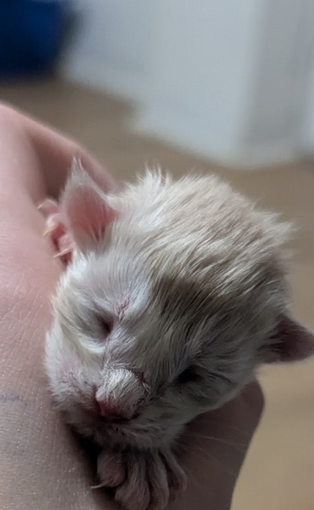Un adorable chat mâle crème smoke tabby