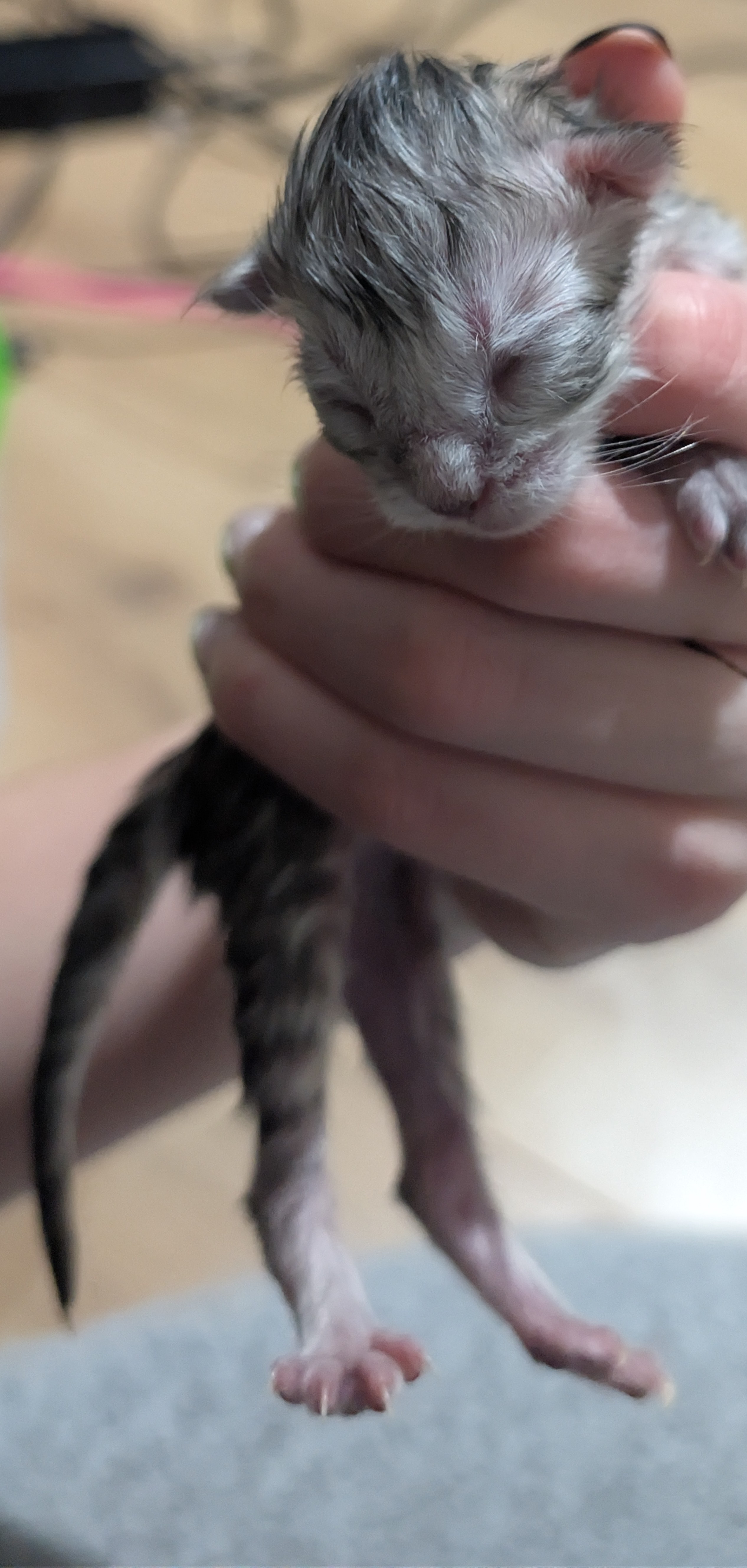  Photo d'un chaton Maine Coon femelle, Black Silver Tabby, âgé d'un jour, tenu dans la main de son p