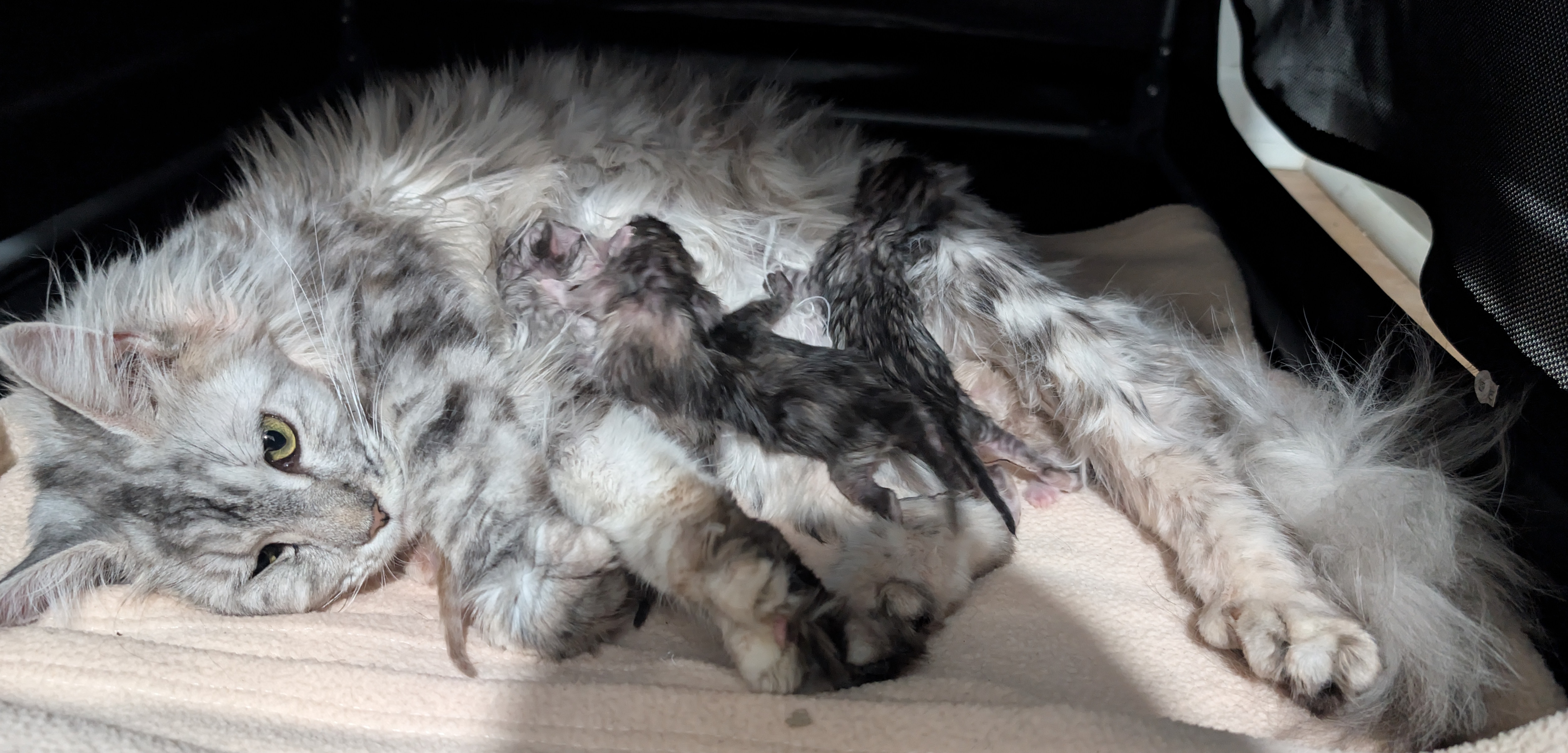 PORTEE DE CHATONS MAINE COON CHATTERIEDUROIMAINECOONQUEBEC.COM