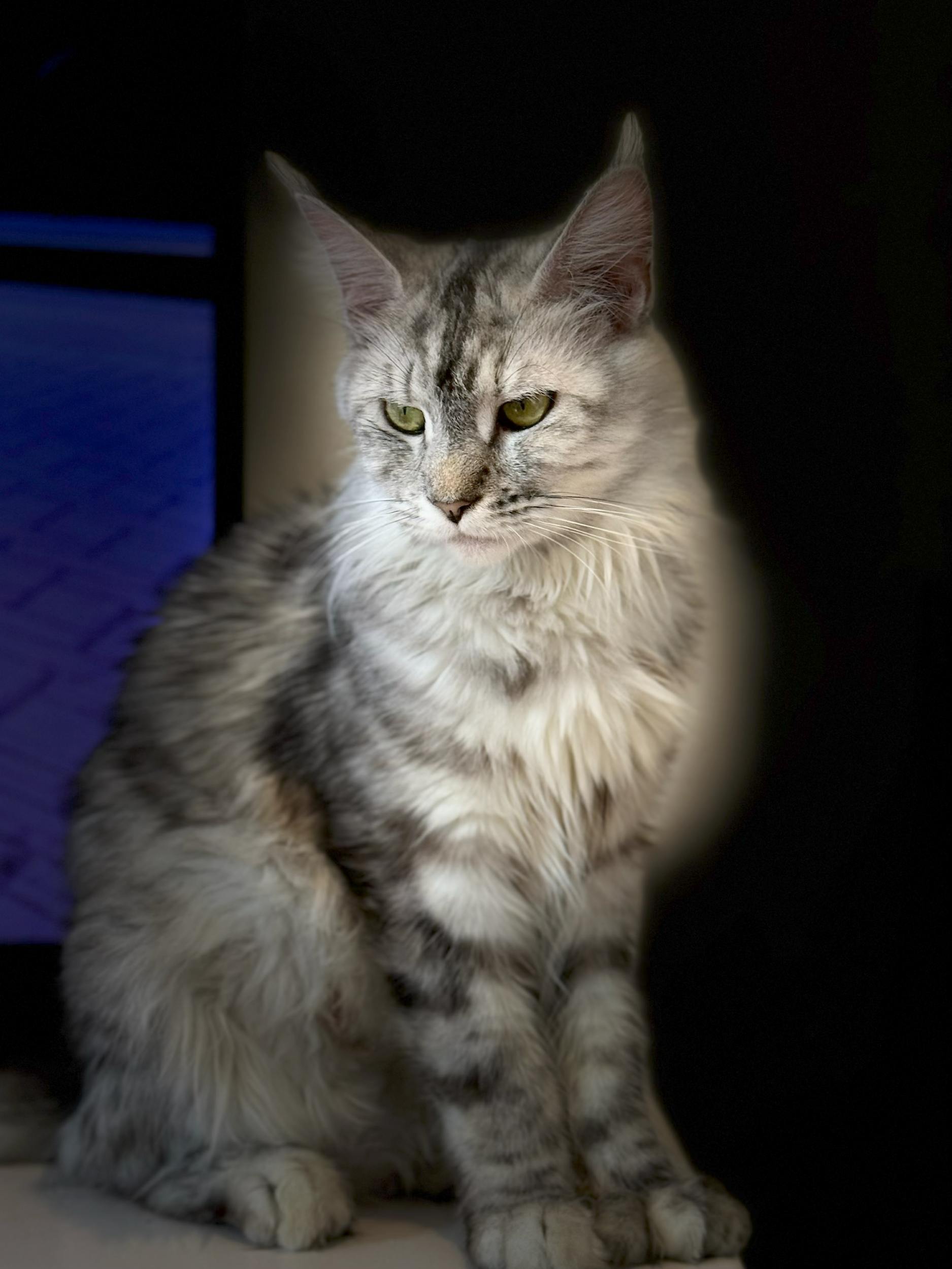 Un adorable chat mâle crème smoke tabby