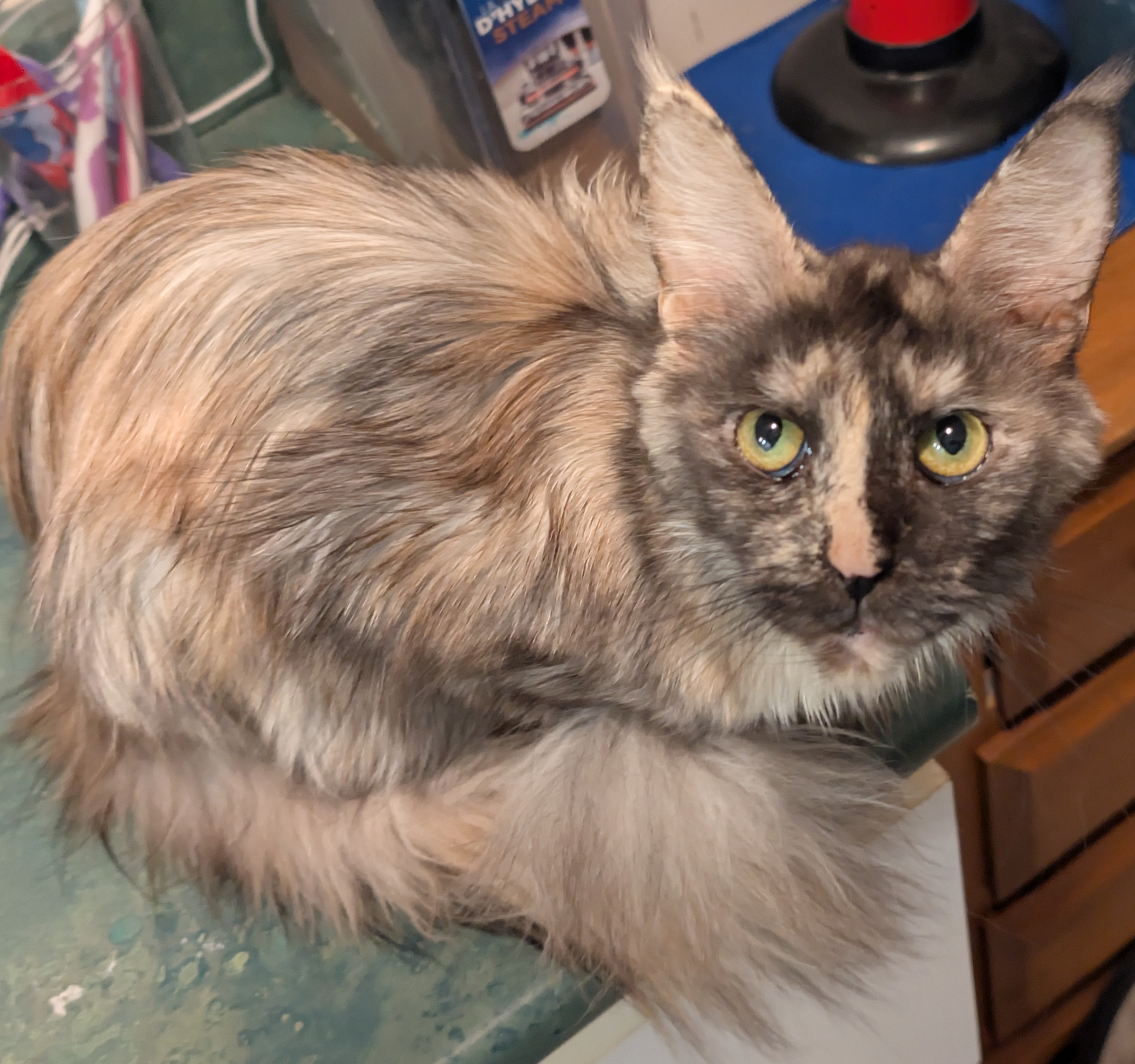 maman maine coon avec ses chatons maine coon kittens
chatterieduroimainecoonquebec