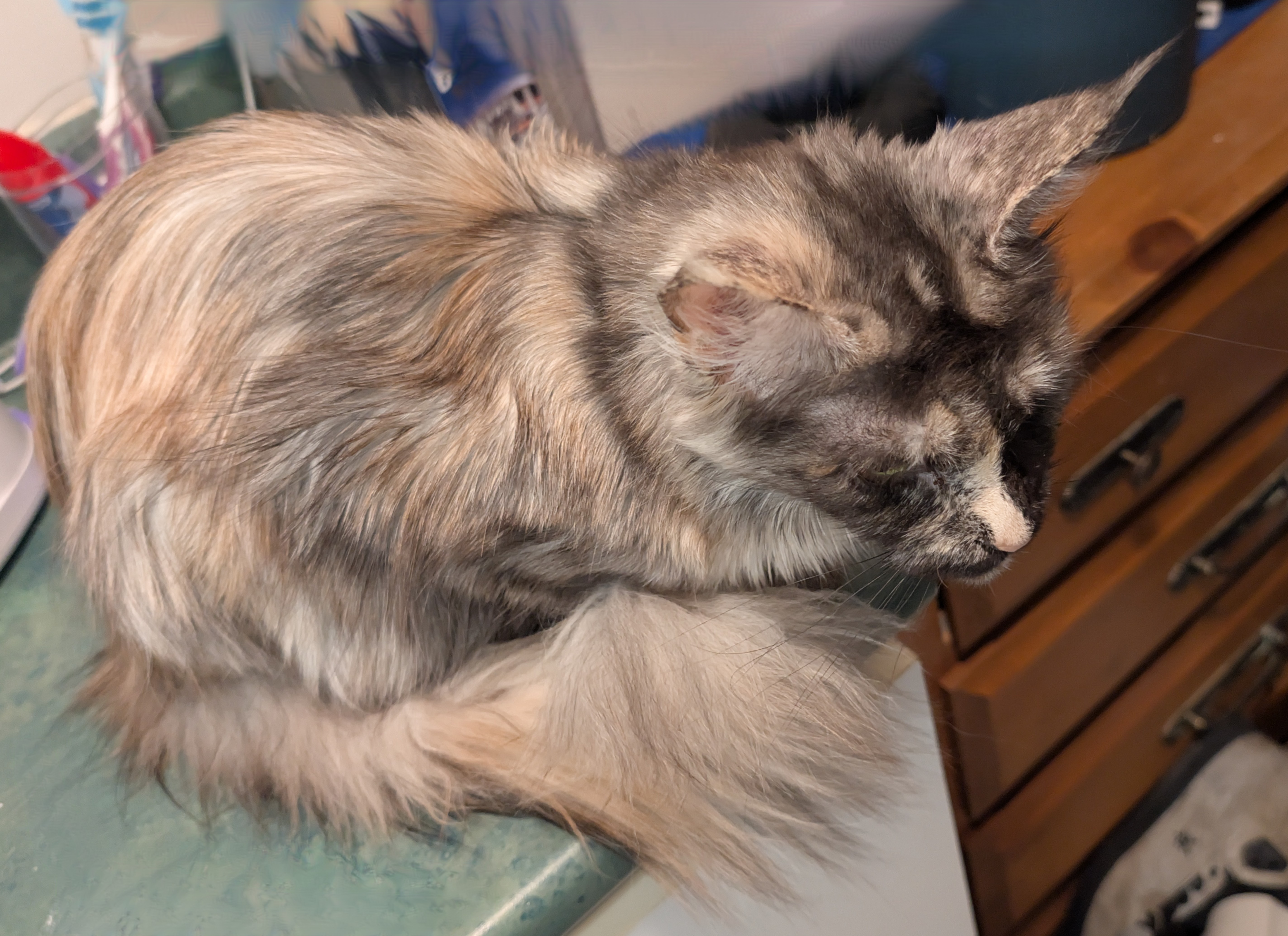 maman maine coon avec ses chatons maine coon kittens
chatterieduroimainecoonquebec