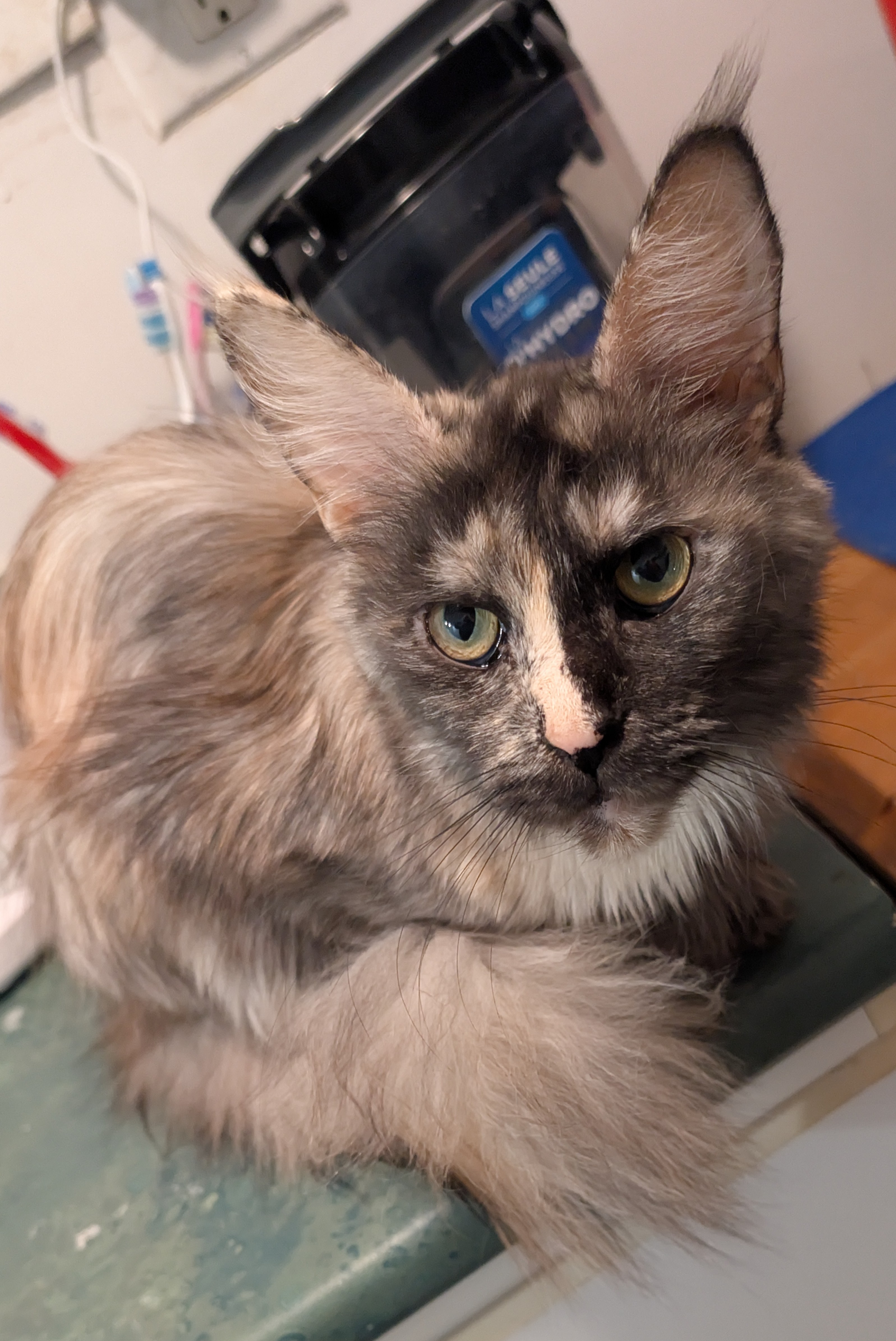 maman maine coon avec ses chatons maine coon kittens
chatterieduroimainecoonquebec