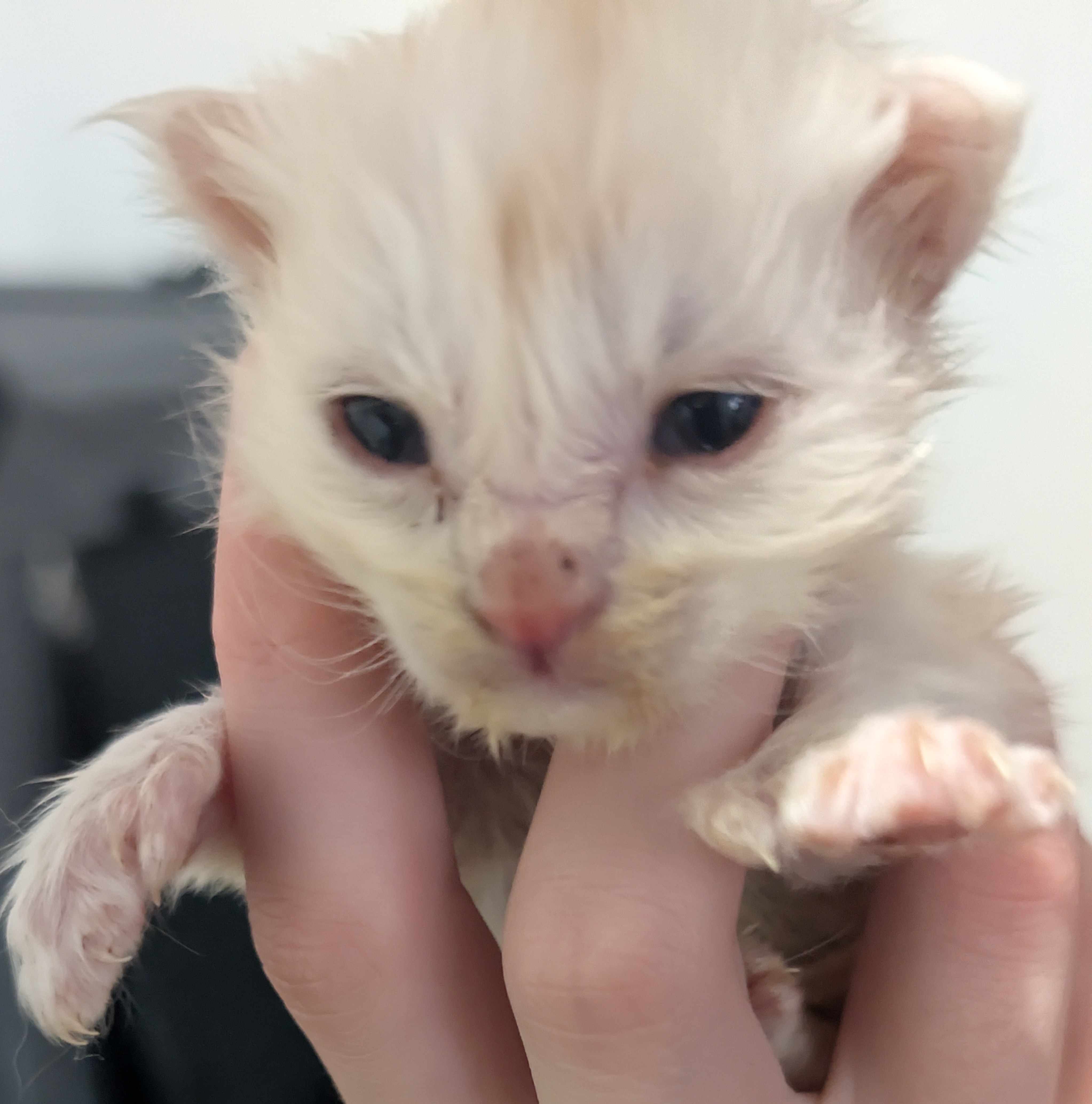  Photo d'un chaton Maine Co