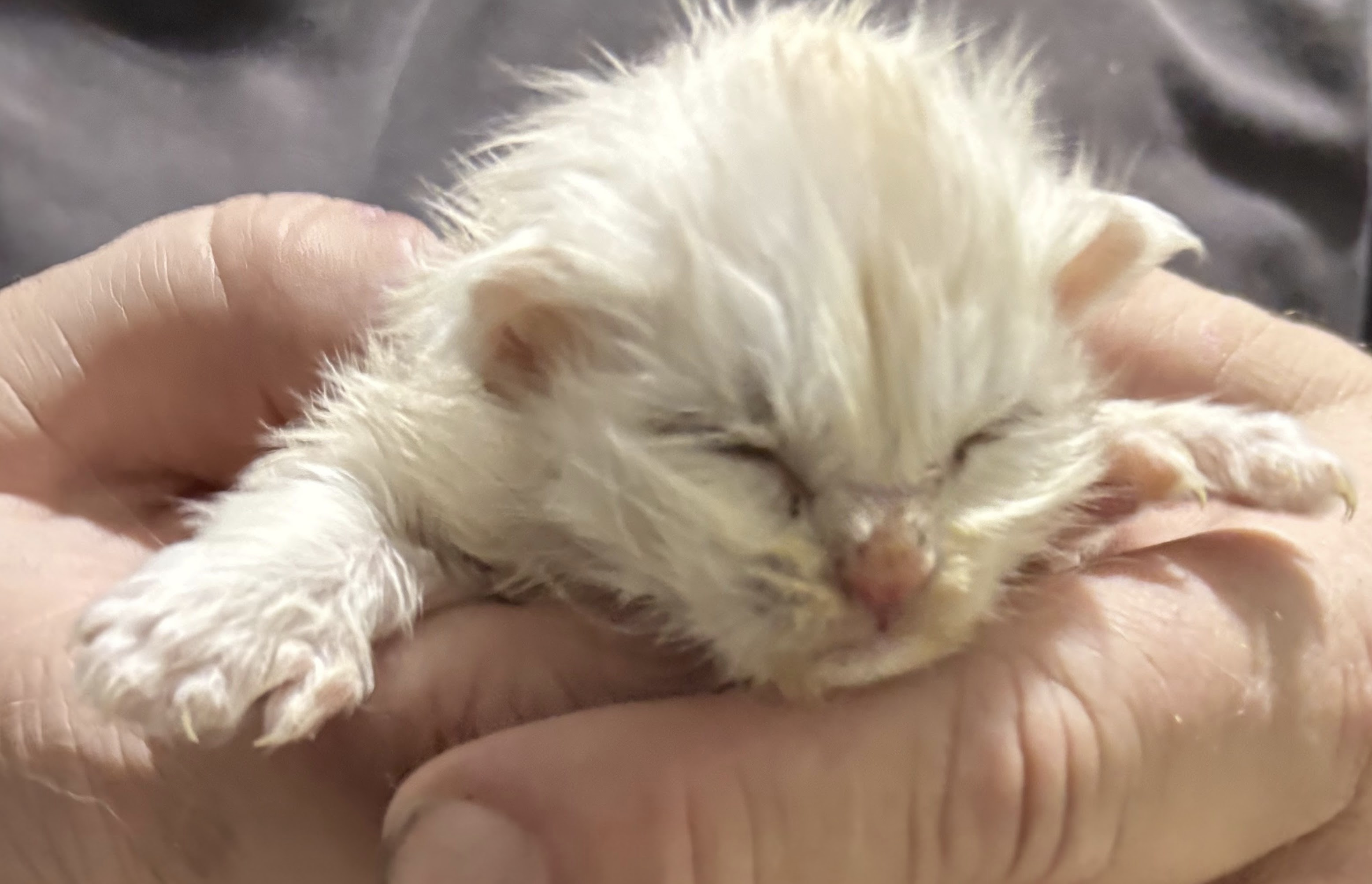  Photo d'un chaton Maine Co