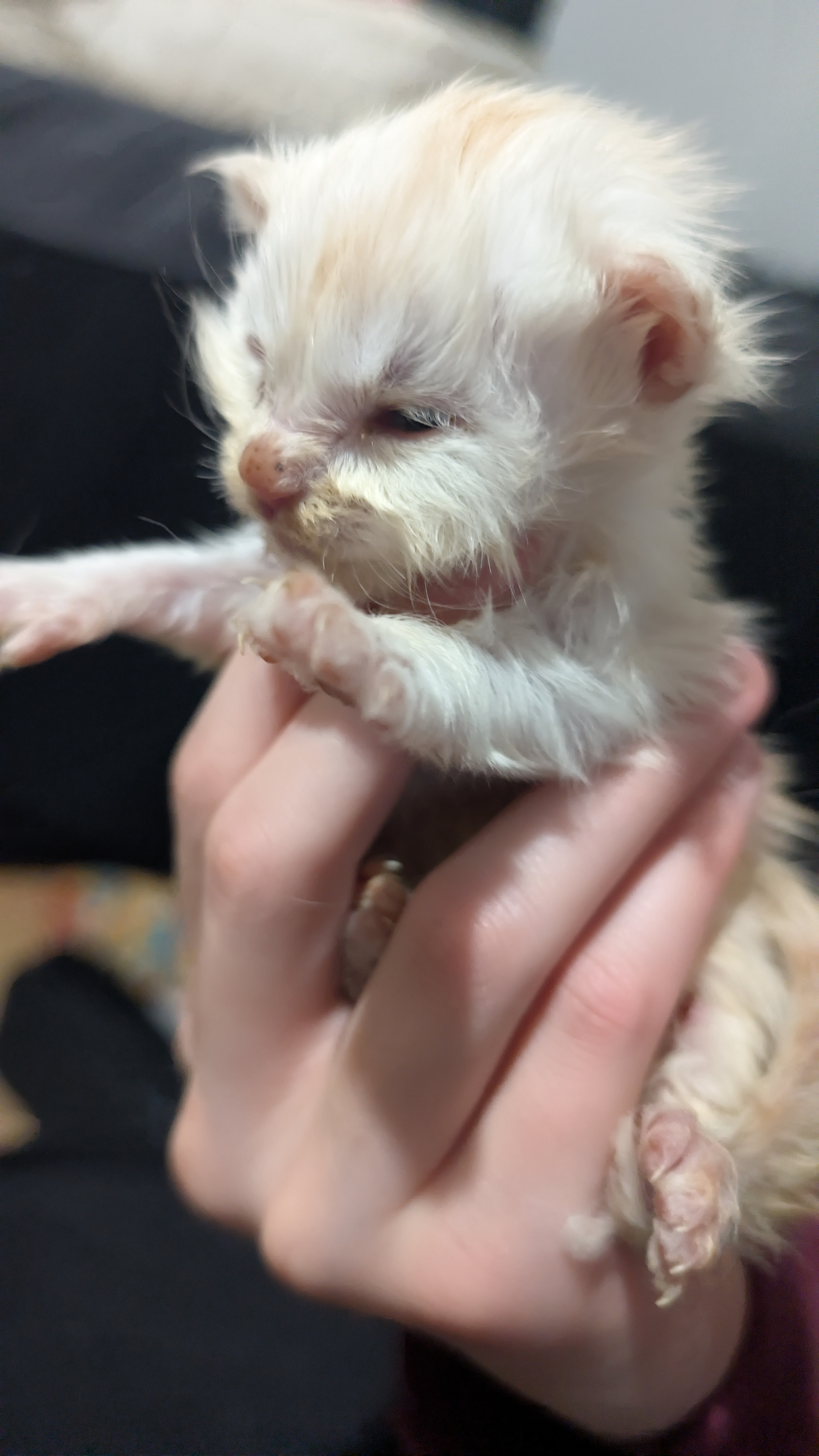  Photo d'un chaton Maine Co