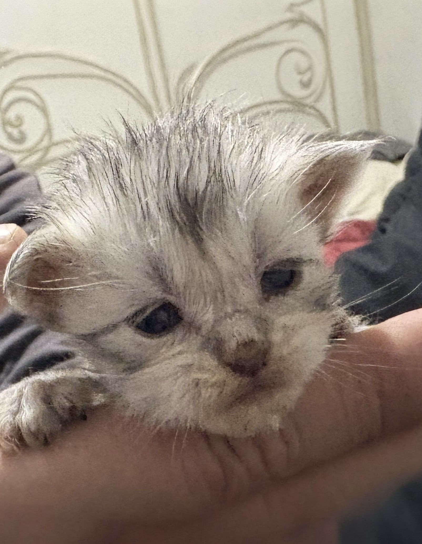  Photo d'un chaton Maine Co