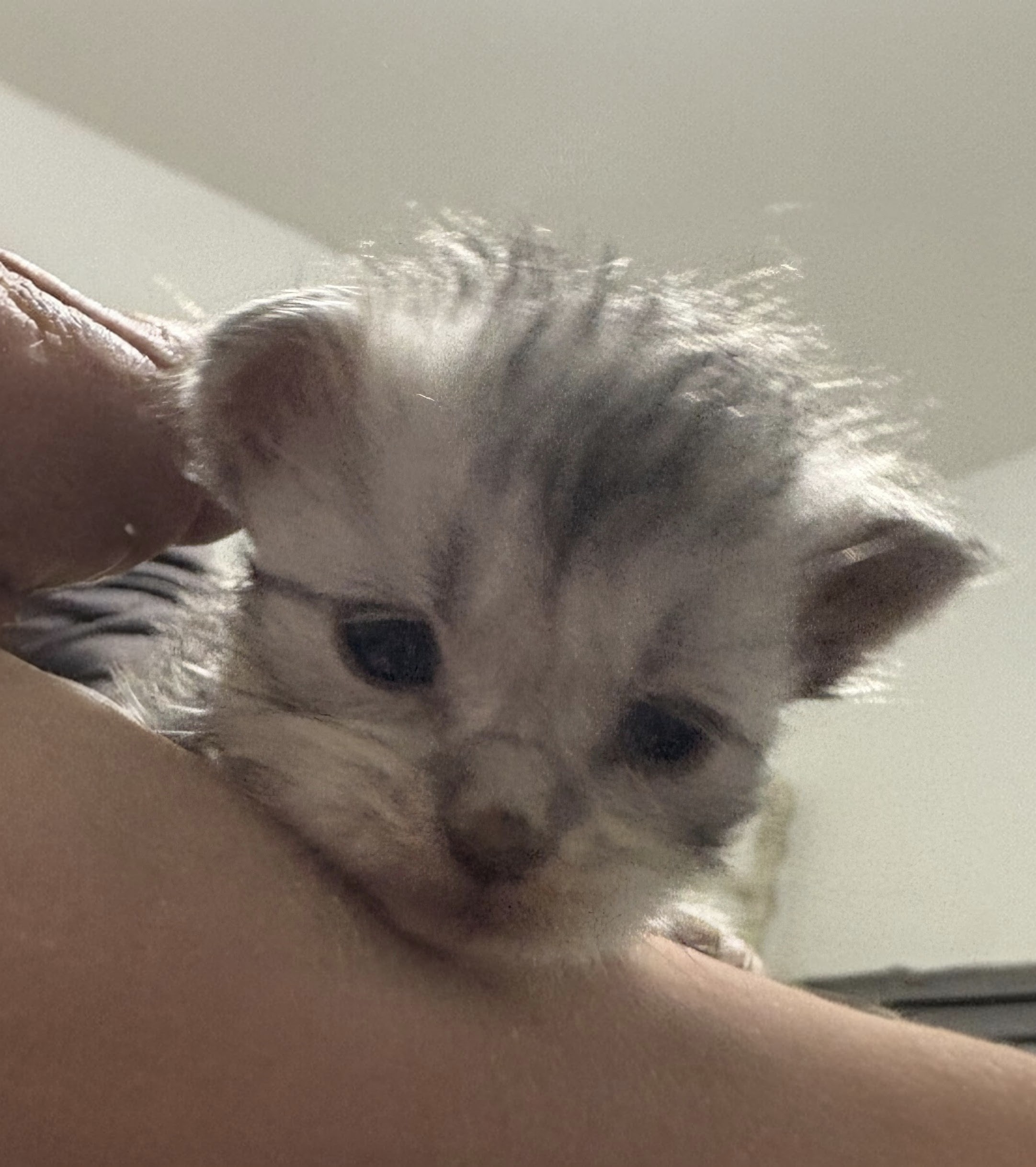  Photo d'un chaton Maine Co