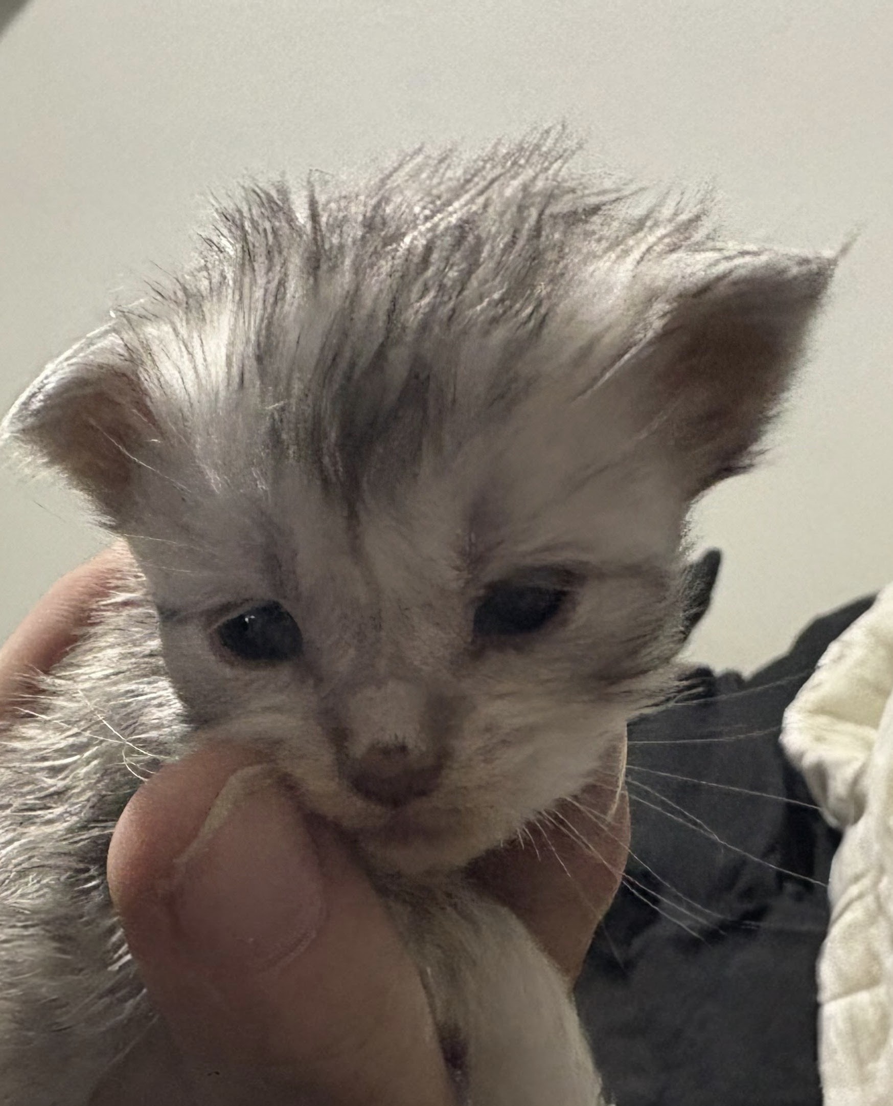  Photo d'un chaton Maine Co