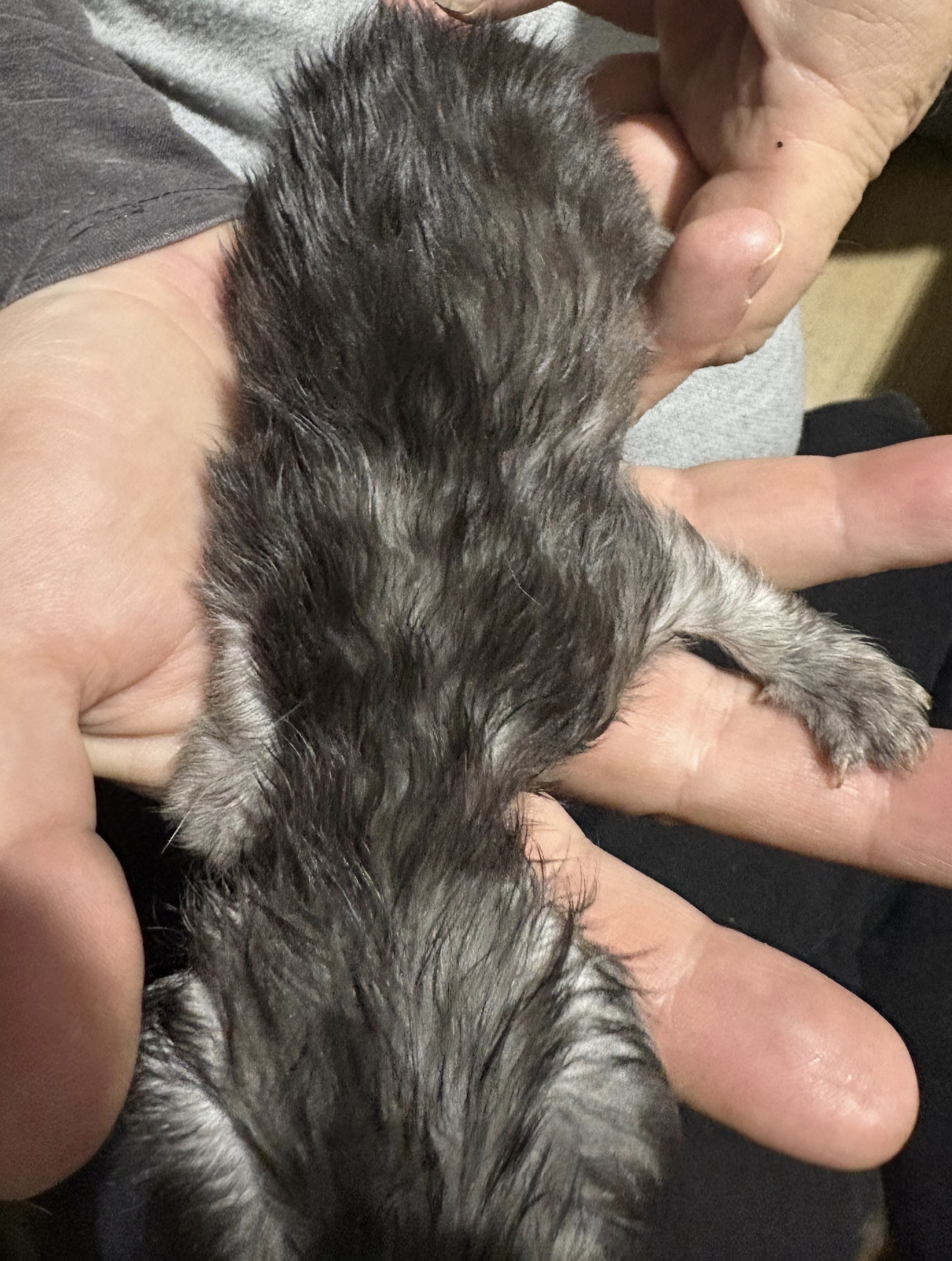 chaton Black Smoke polydactyle dans la main de son propriétaire.