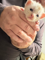 Un adorable chat mâle crème smoke tabby
