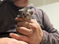  Photo d'un chaton Maine Coon femelle, Black Silver Tabby, âgé d'un jour, tenu dans la main de son p
