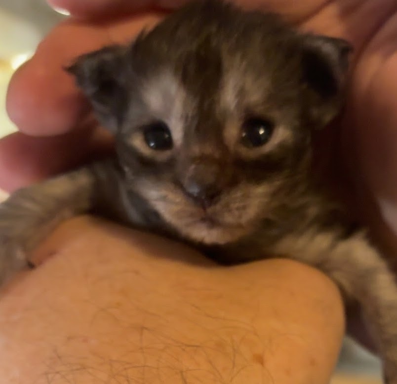 Photo d'un chaton Maine Coon femelle, Black Silver Tabby, âgé d'un jour, tenu dans la main de son pr