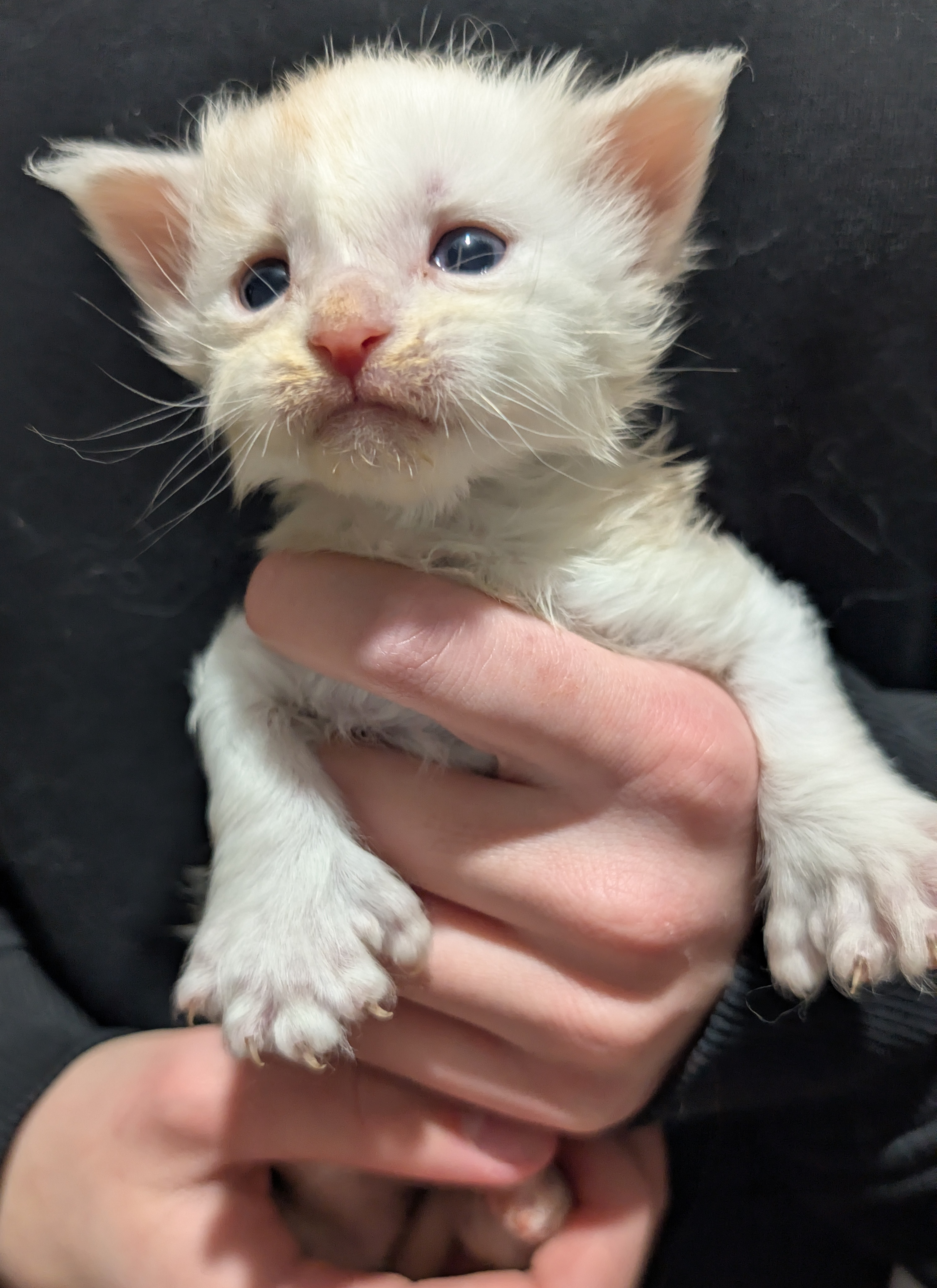 Un adorable chat mâle crème smoke tabby