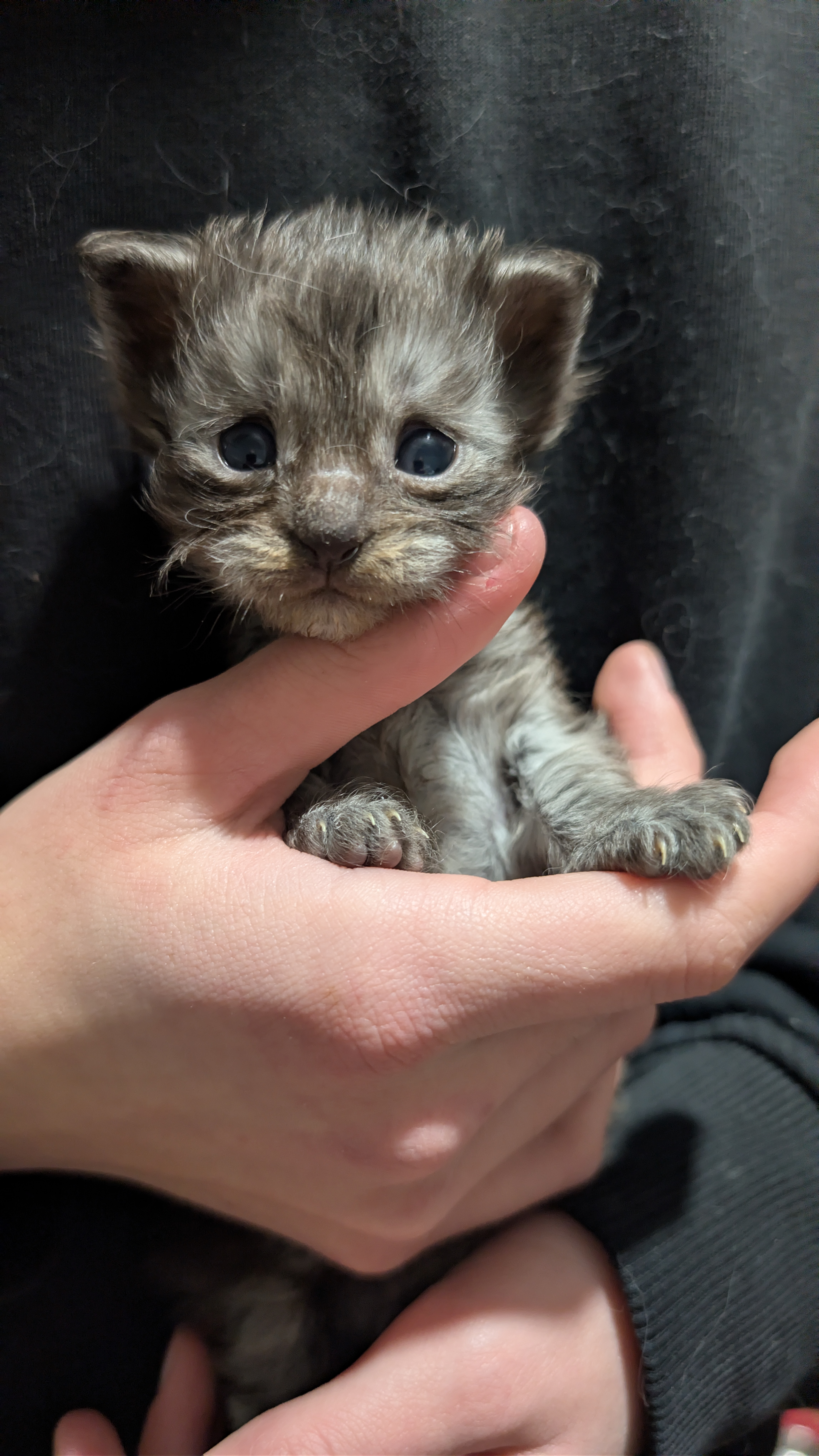 chaton Black Smoke polydactyle dans la main de son propriétaire.
