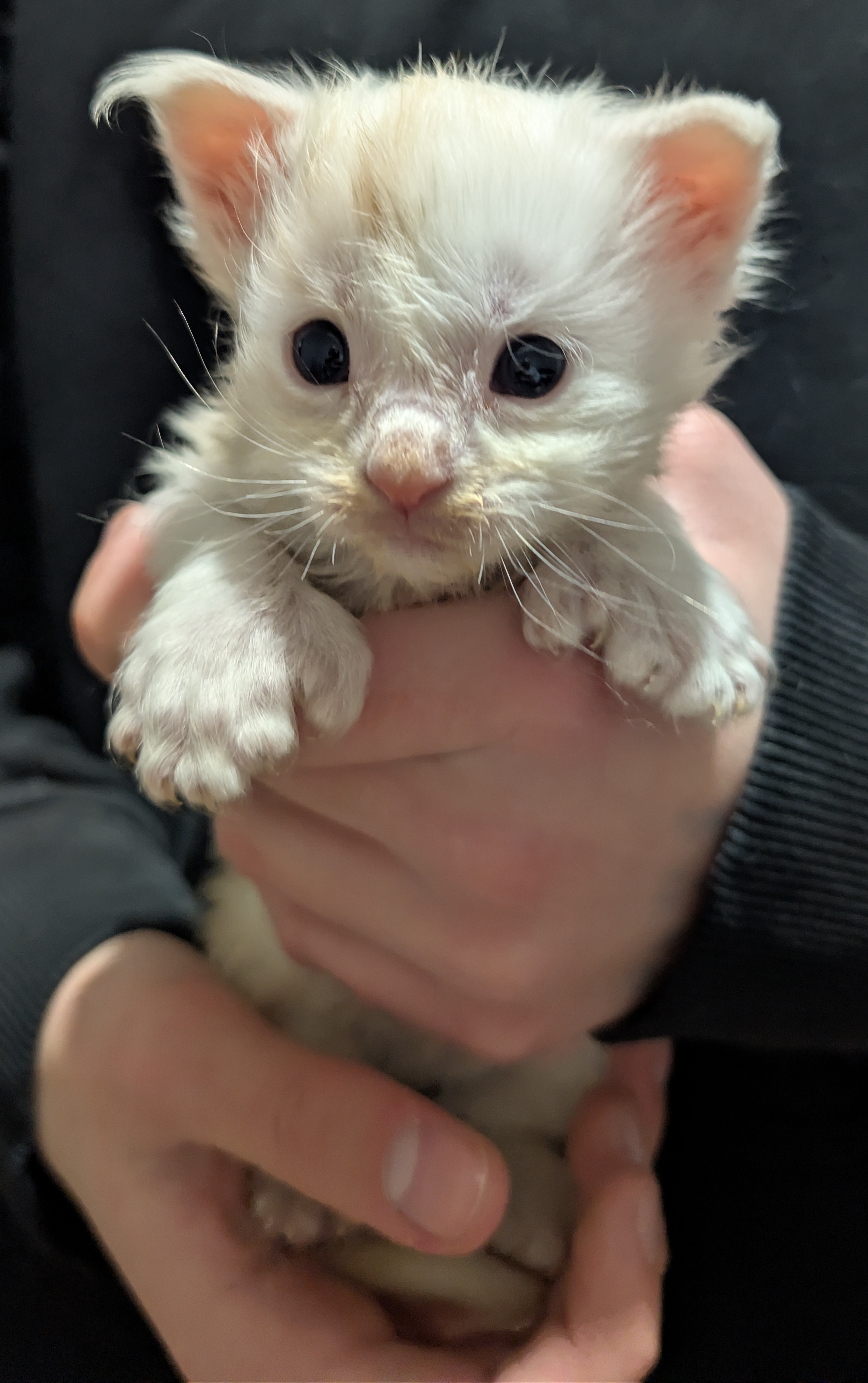  Photo d'un chaton Maine Co