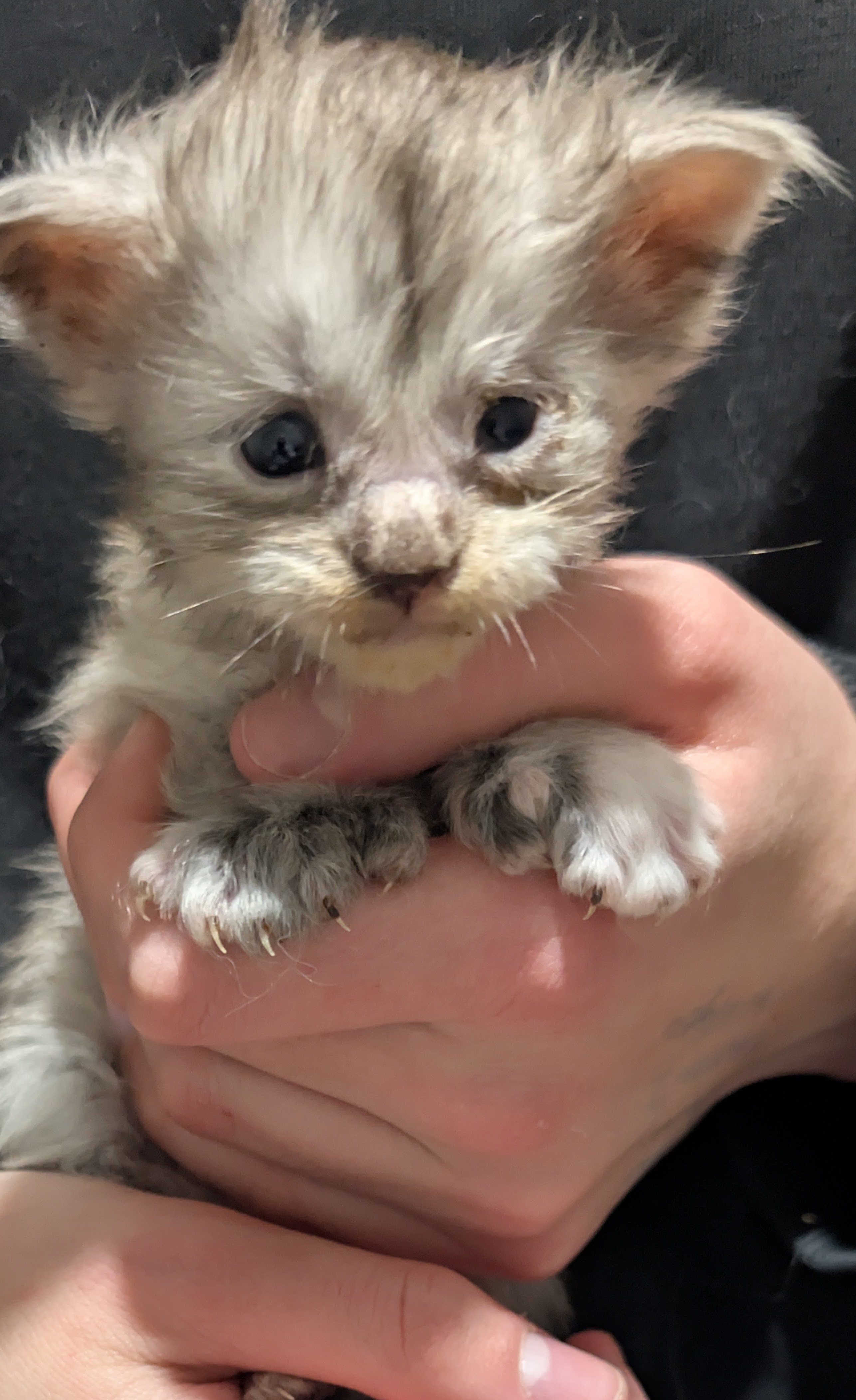  Photo d'un chaton Maine Coon femelle, Black Silver Tabby, âgé d'un jour, tenu dans la main de son p