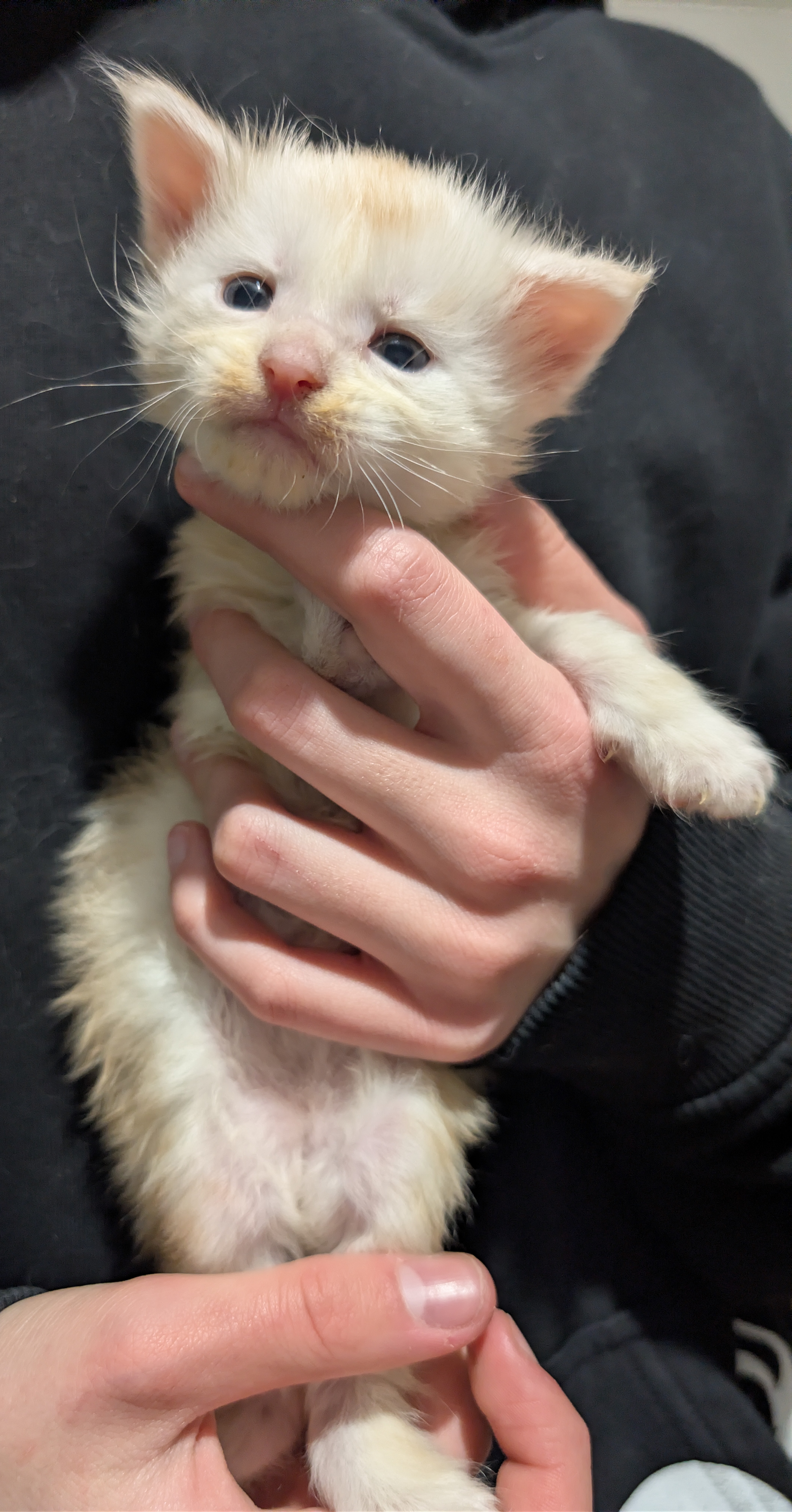  Photo d'un chaton Maine Co