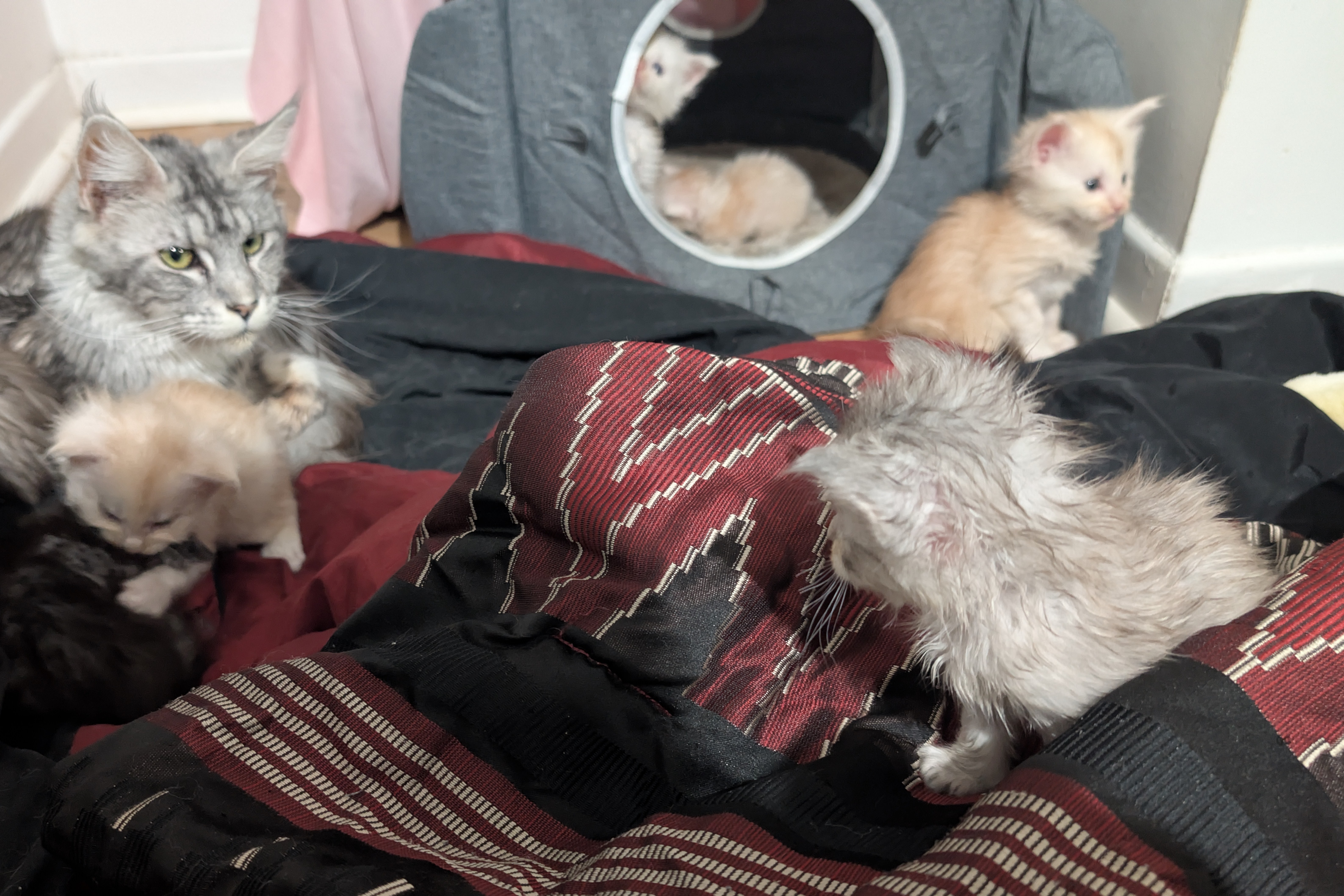 PORTEE DE CHATONS MAINE COON CHATTERIEDUROIMAINECOONQUEBEC.CO