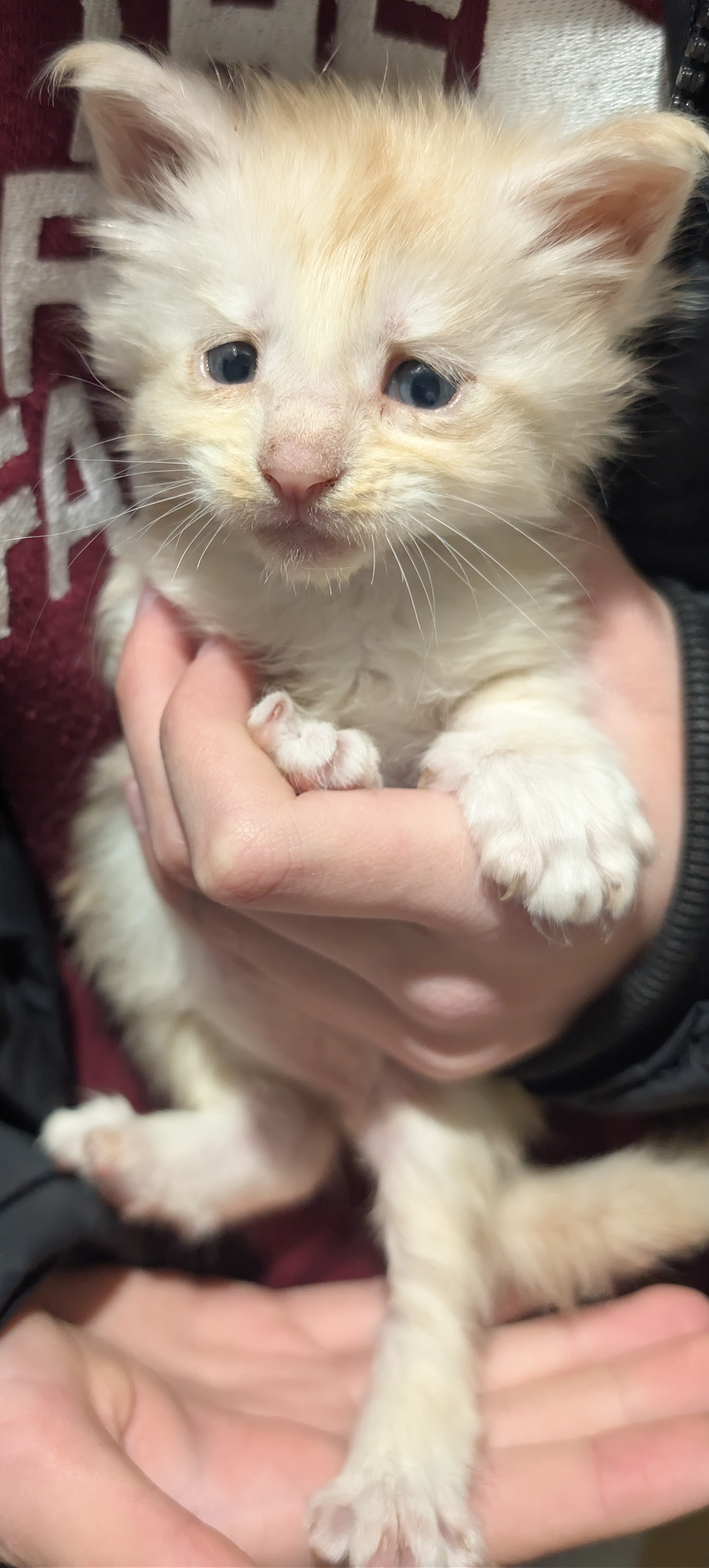  Photo d'un chaton Maine Co