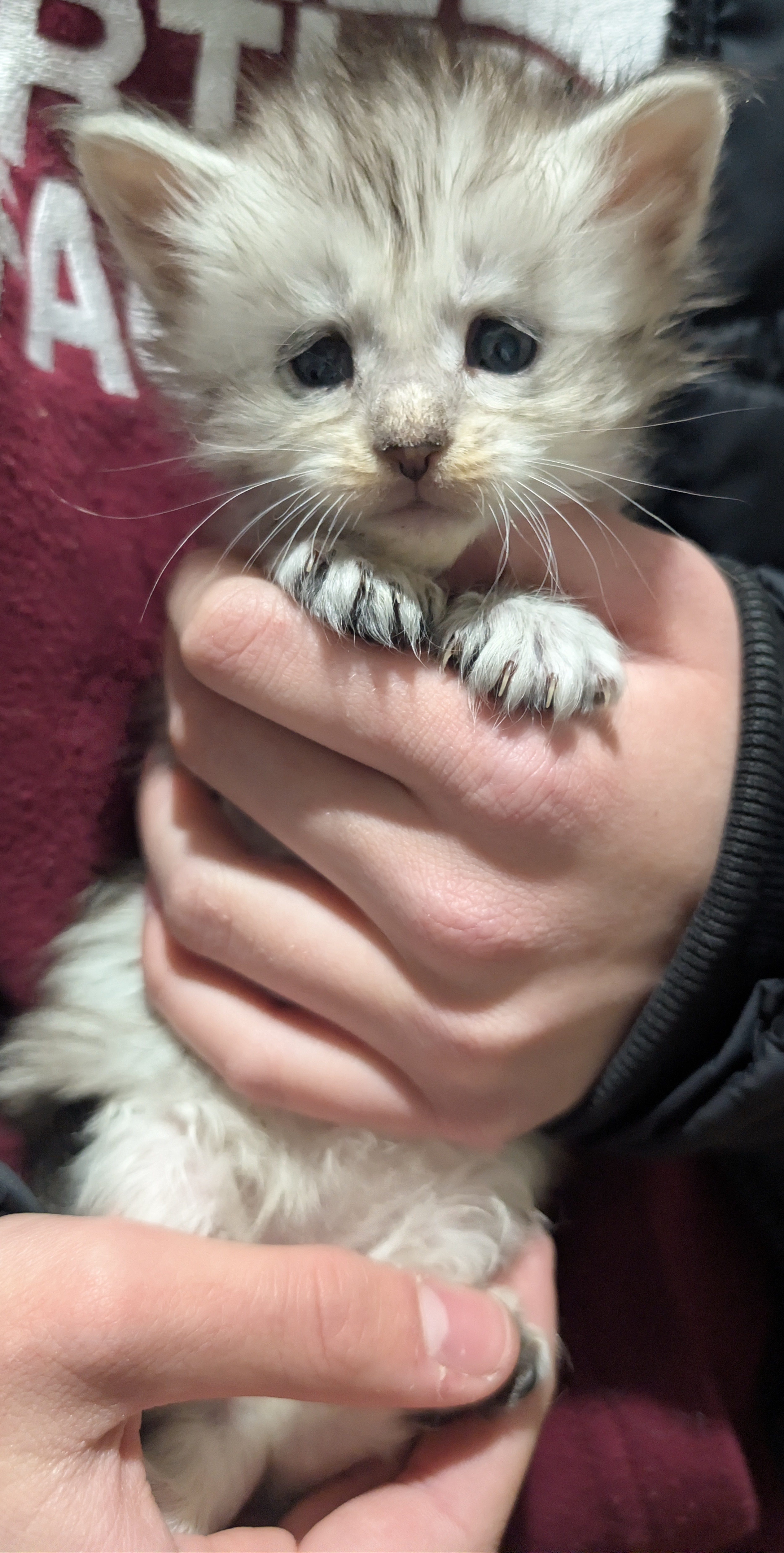  Photo d'un chaton Maine Co