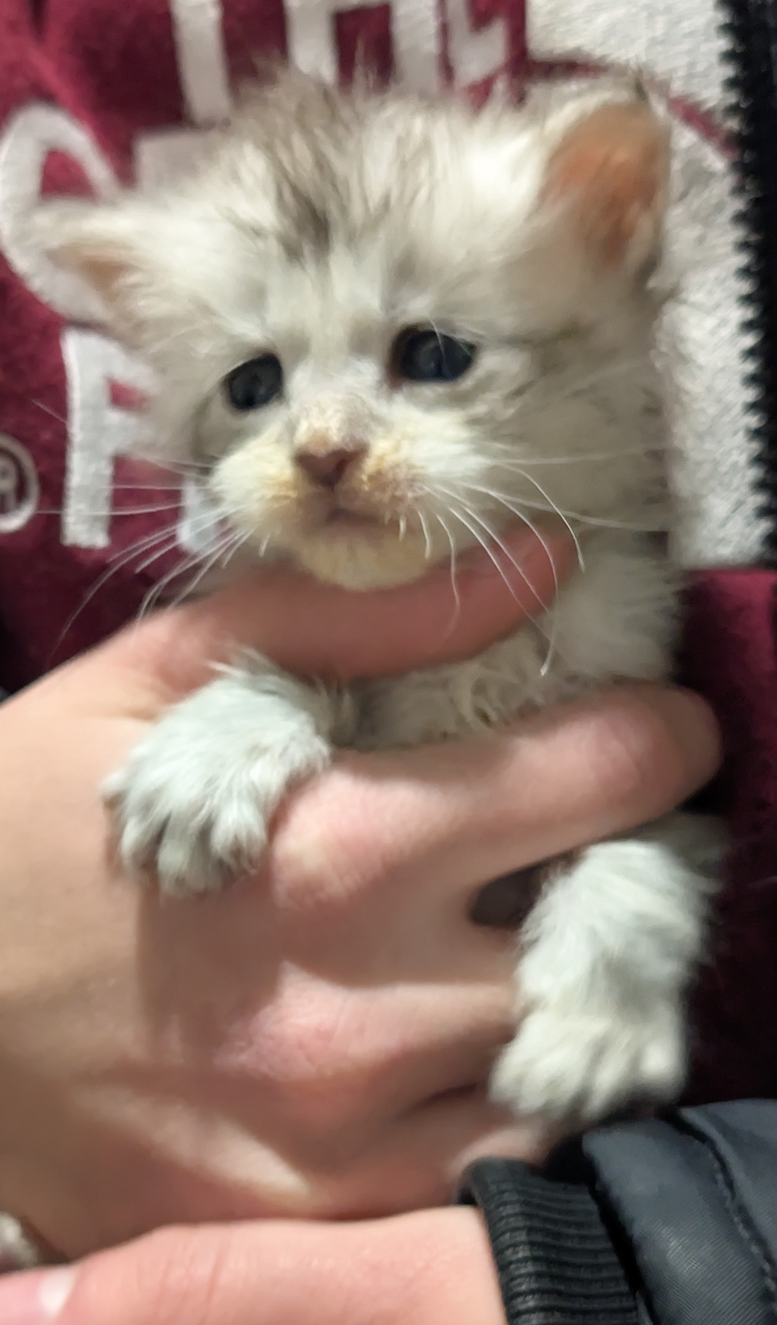  Photo d'un chaton Maine Co