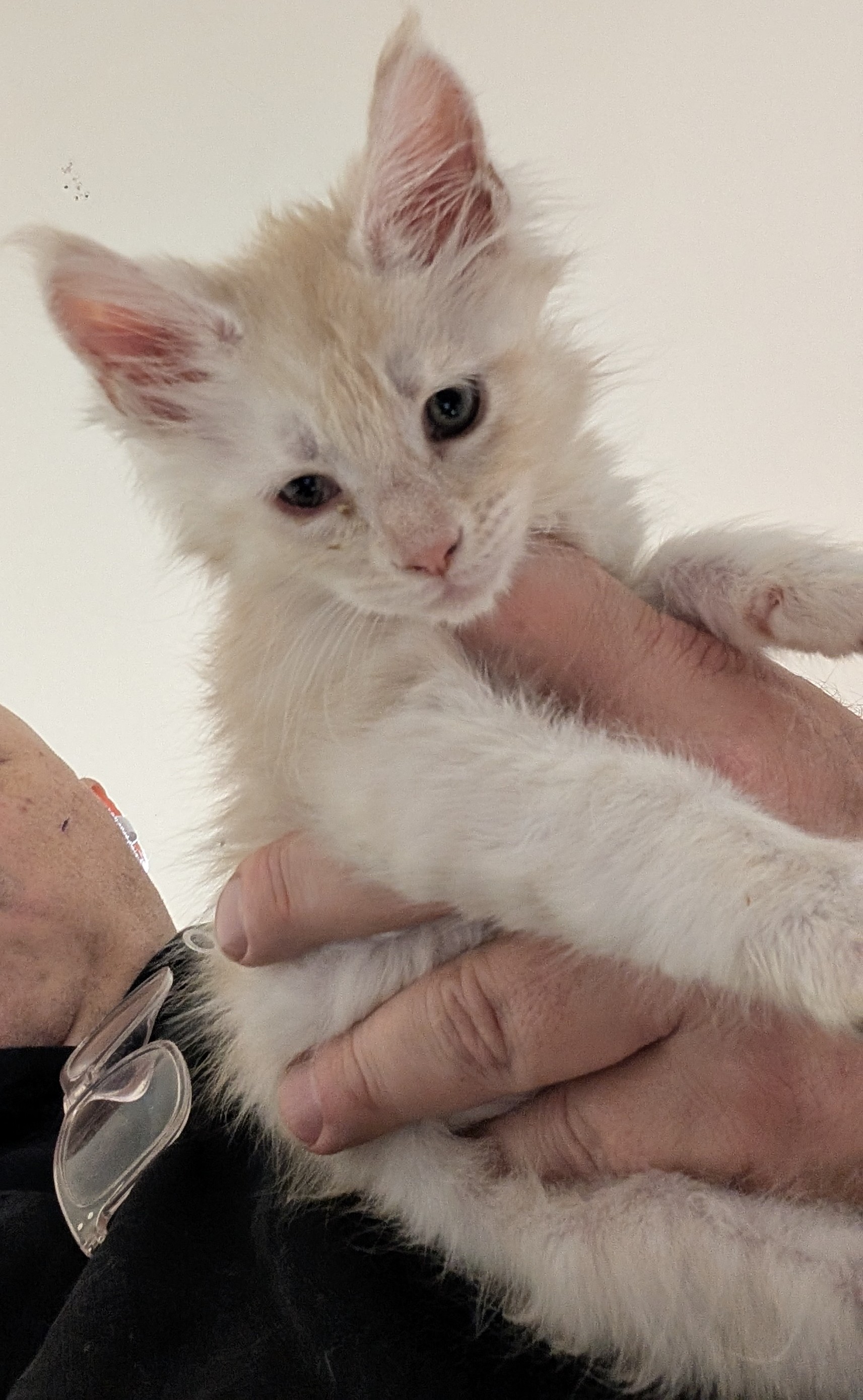 Un adorable chat mâle crème smoke tabby