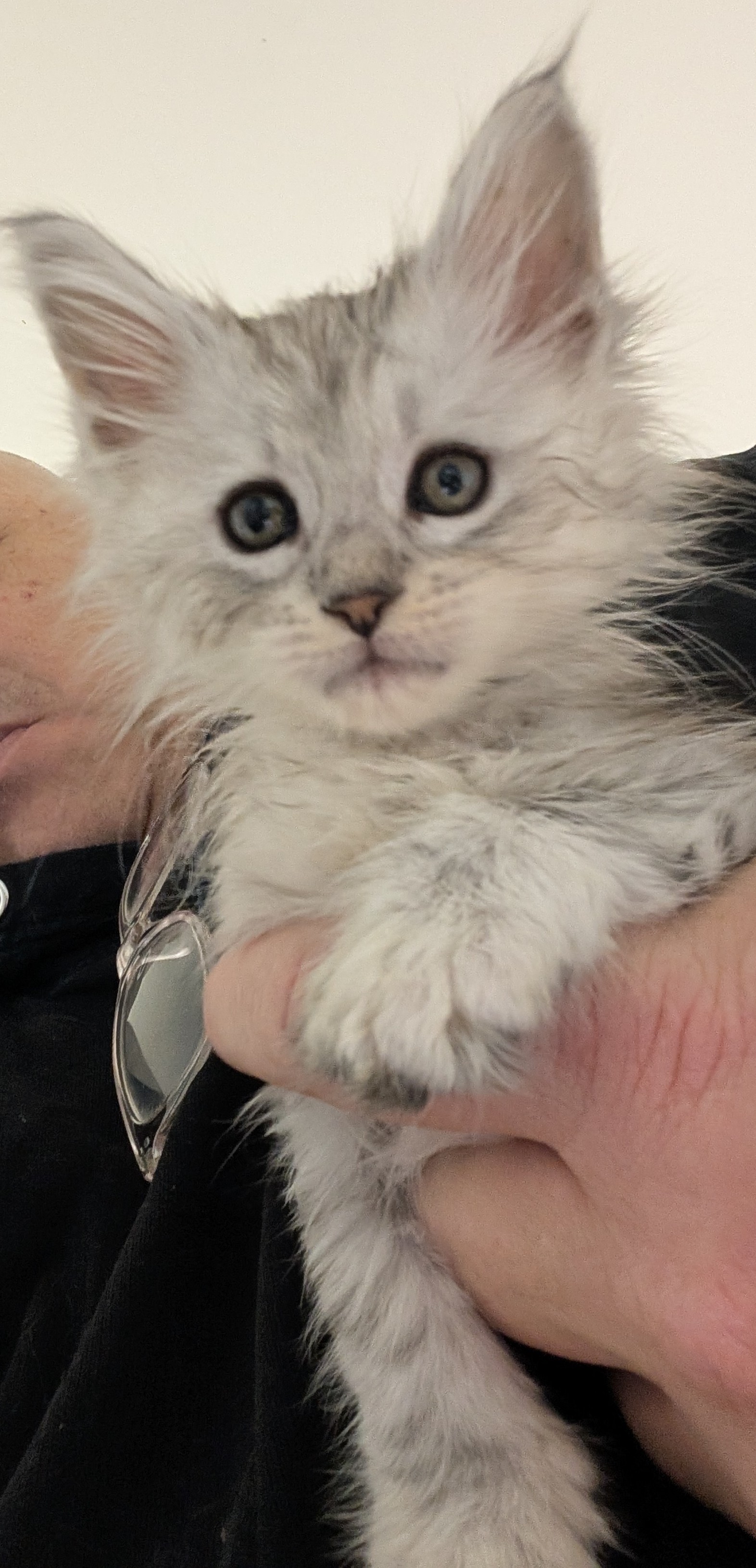  Photo d'un chaton Maine Co