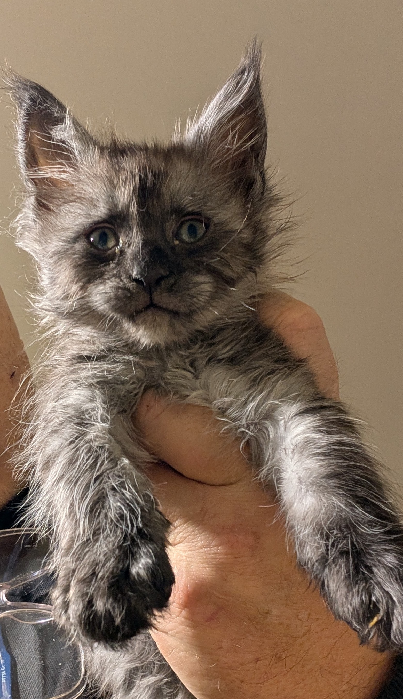 chaton Black Smoke polydactyle dans la main de son propriétaire.
