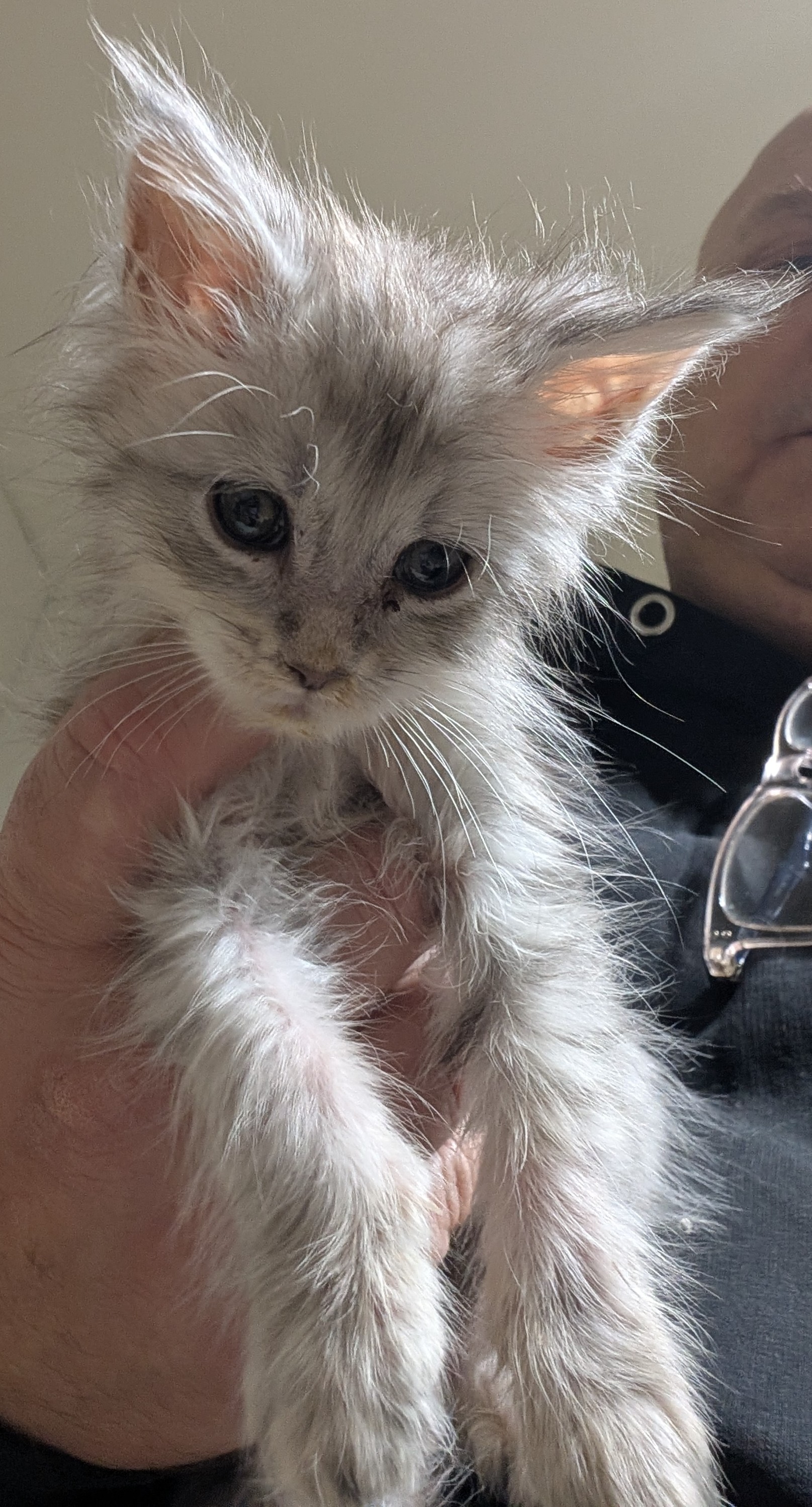  Photo d'un chaton Maine Co