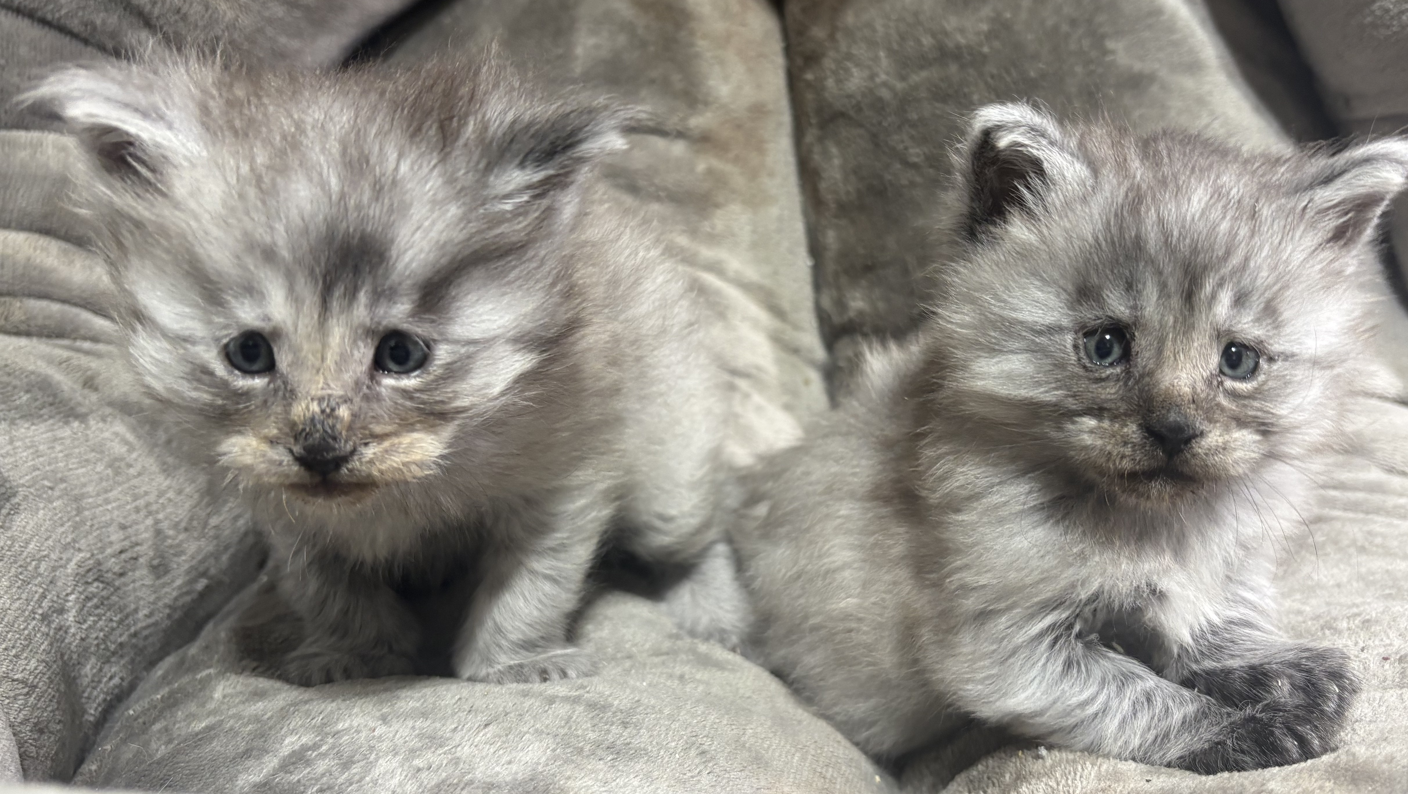 PORTEE DE CHATONS MAINE COON CHATTERIEDUROIMAINECOONQUEBEC.CO