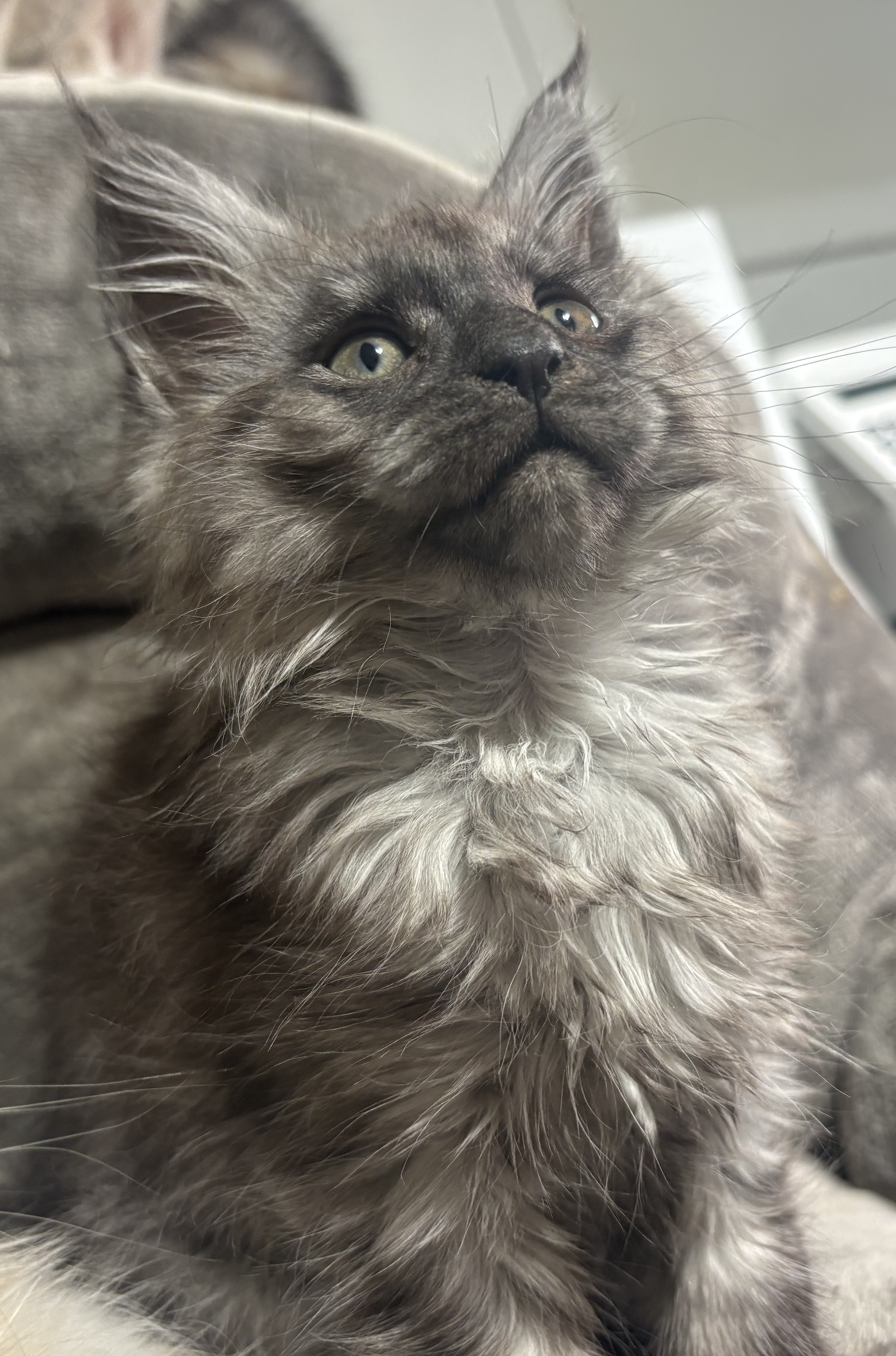 chaton Black Smoke polydactyle dans la main de son propriétaire.