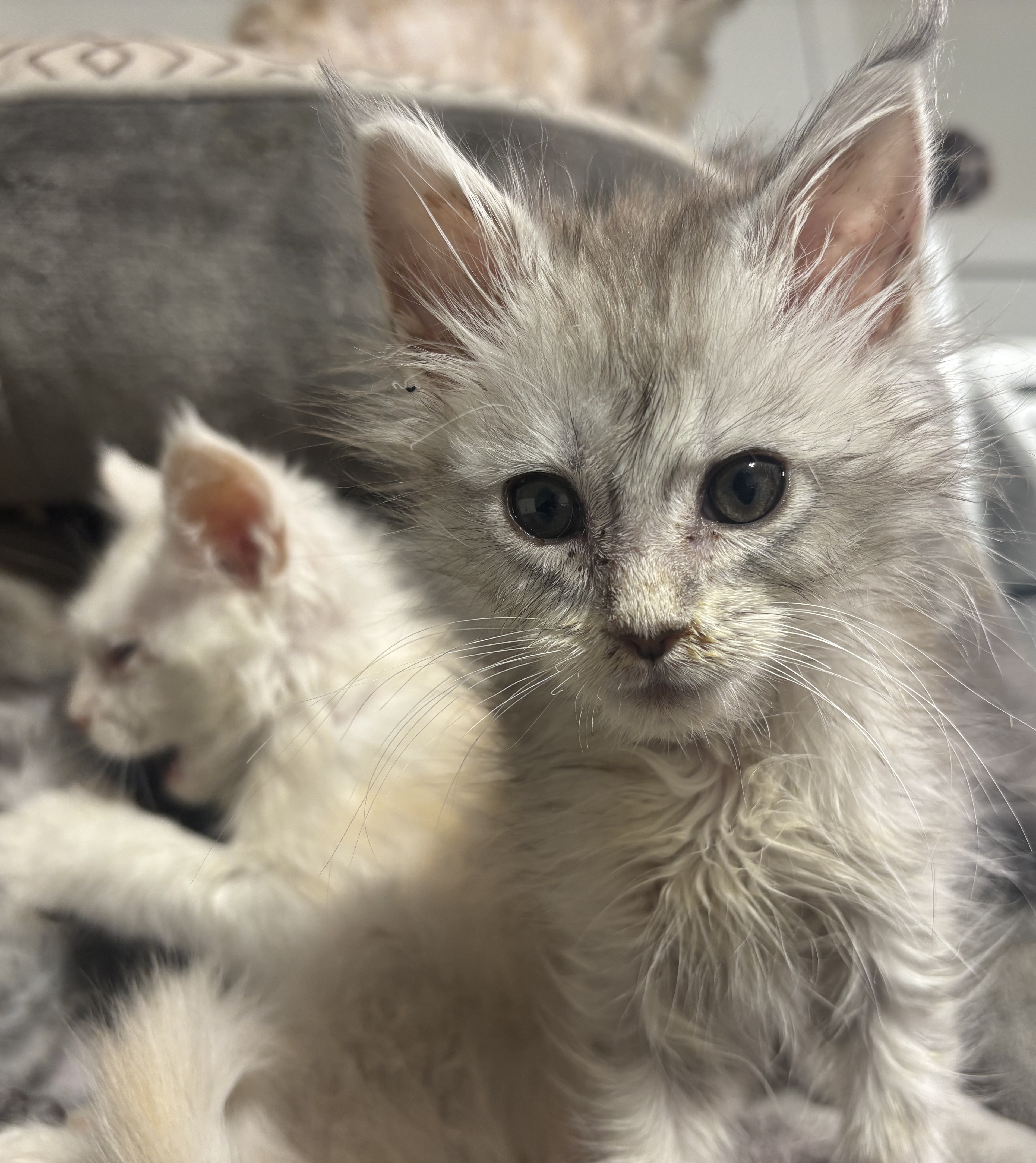  Photo d'un chaton Maine Coon femelle, Black Silver Tabby, âgé d'un jour, tenu dans la main de son p