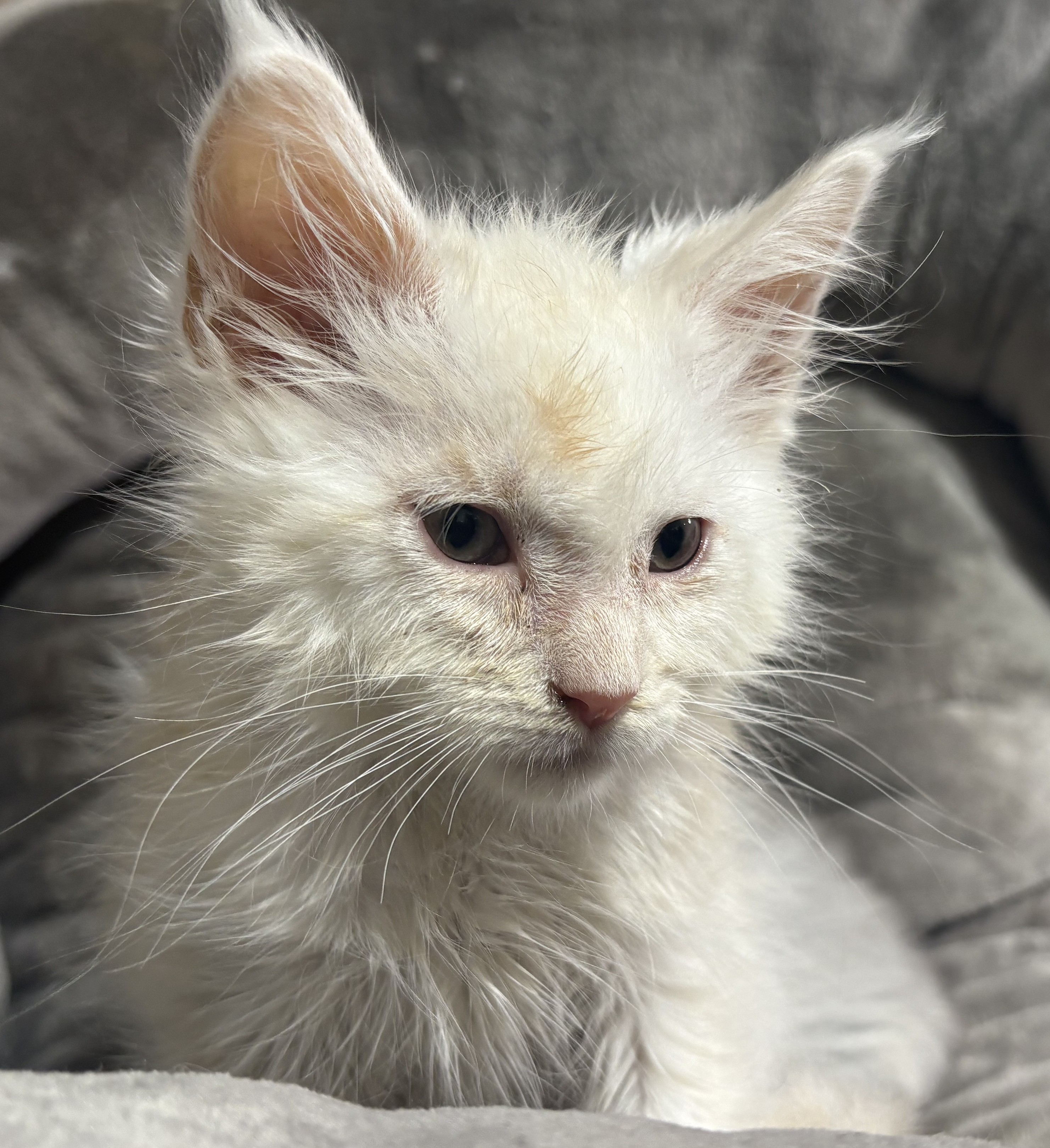 Un adorable chat mâle crème smoke tabby